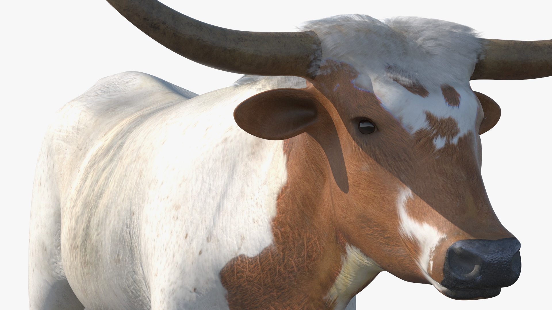 3D Texas Longhorn White Color