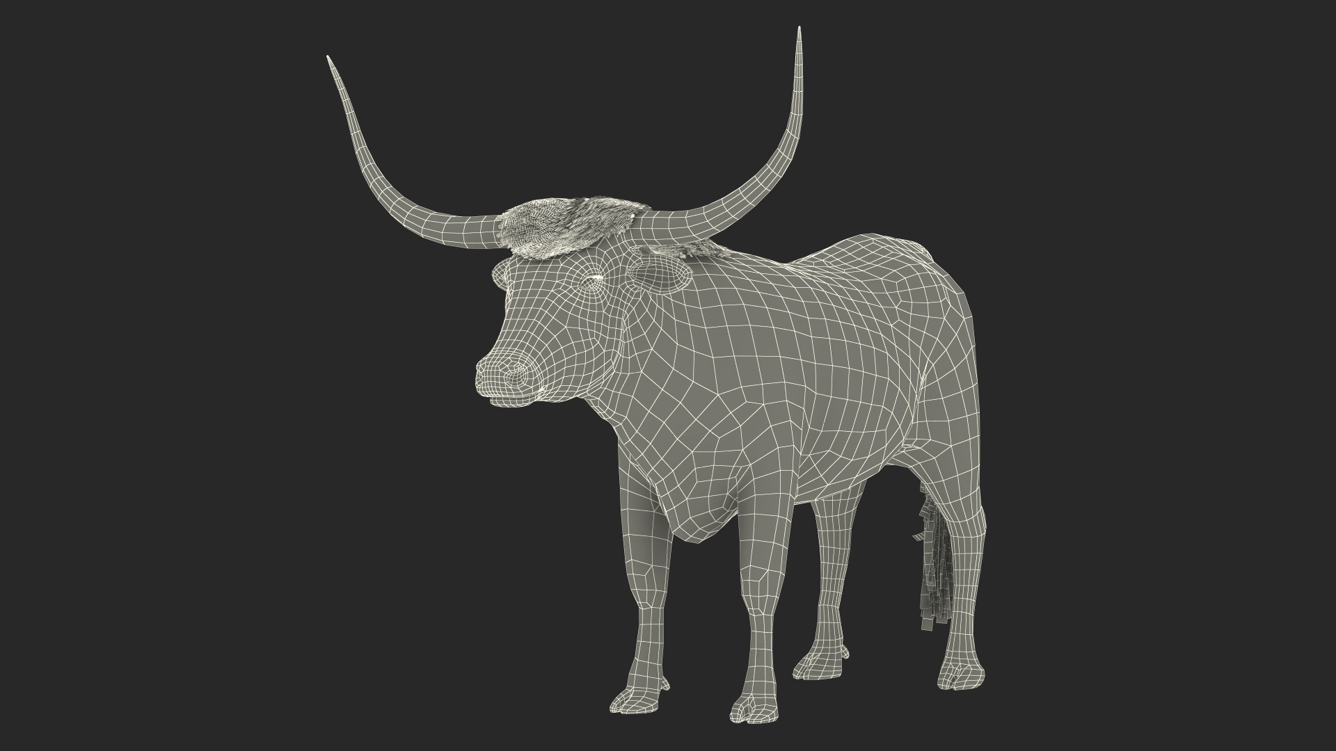 3D Texas Longhorn White Color