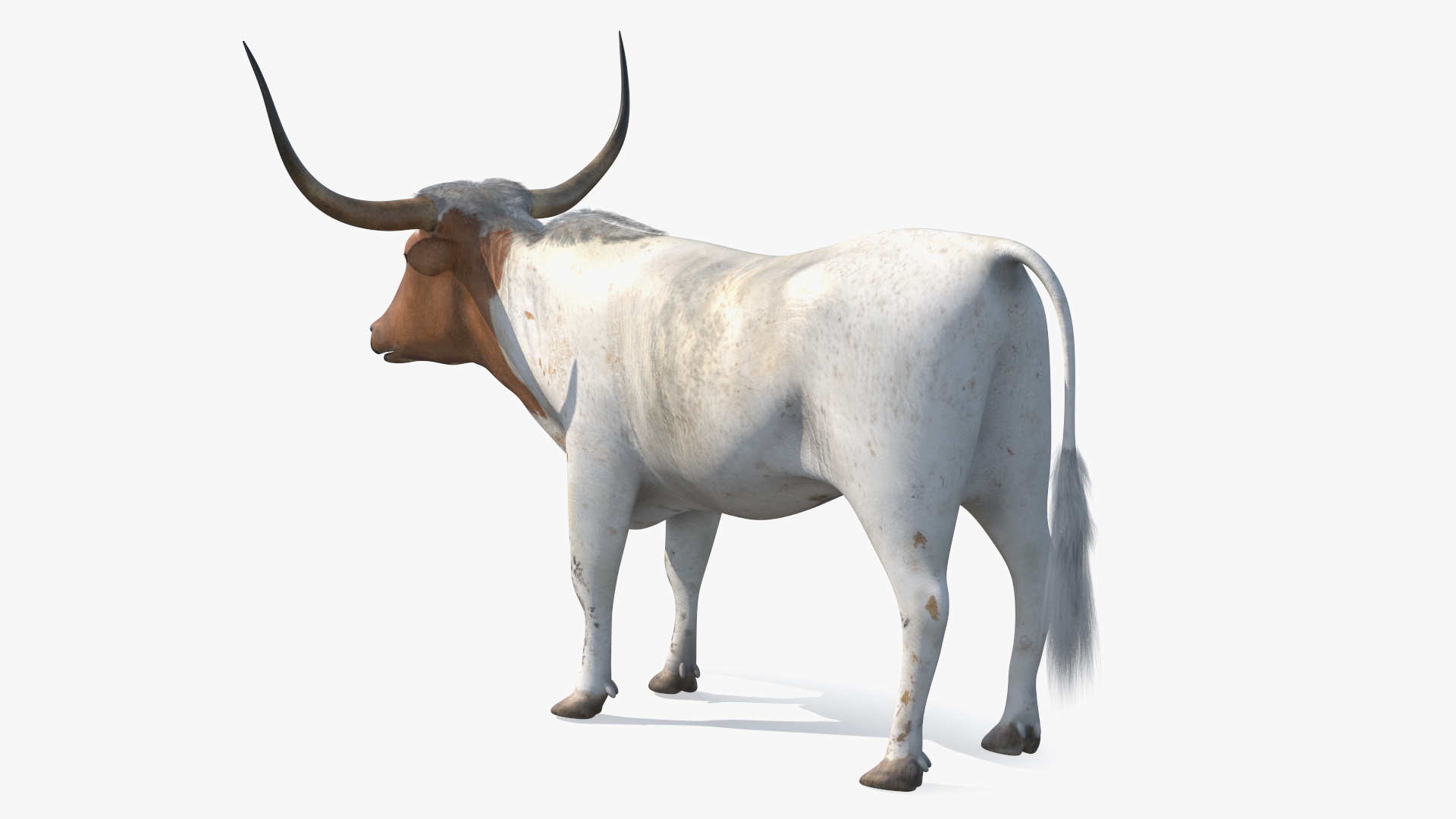 3D Texas Longhorn White Color