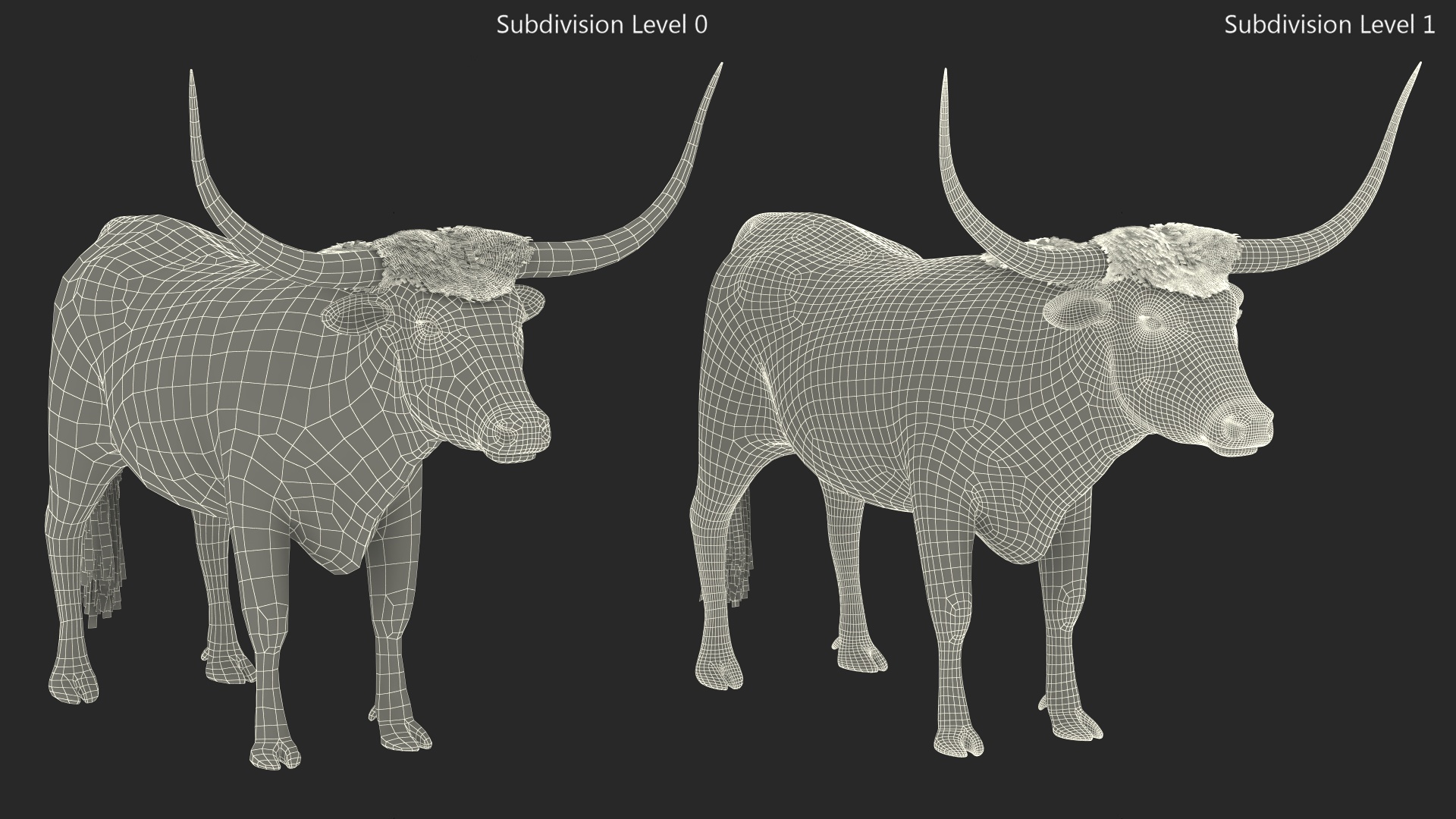 3D Texas Longhorn White Color