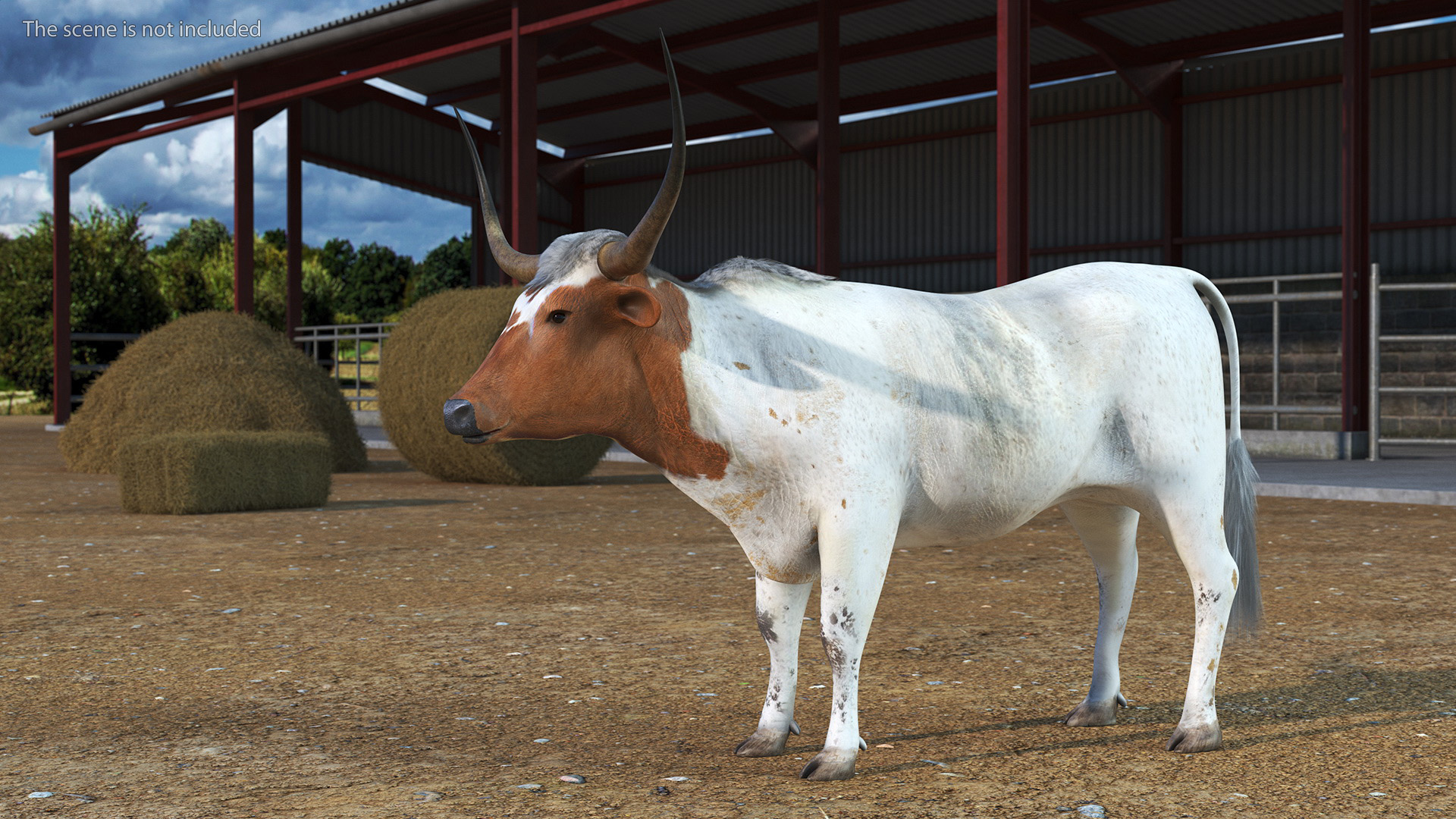 3D Texas Longhorn White Color
