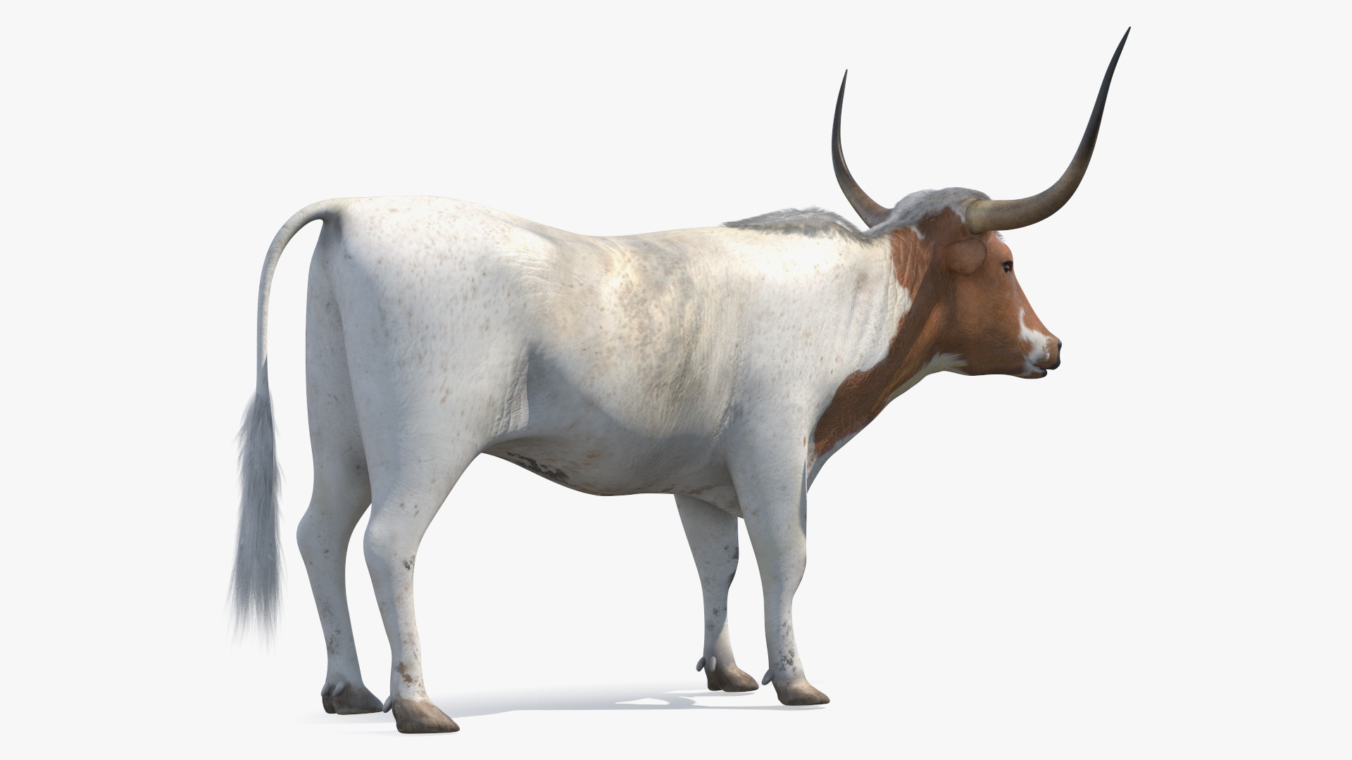3D Texas Longhorn White Color