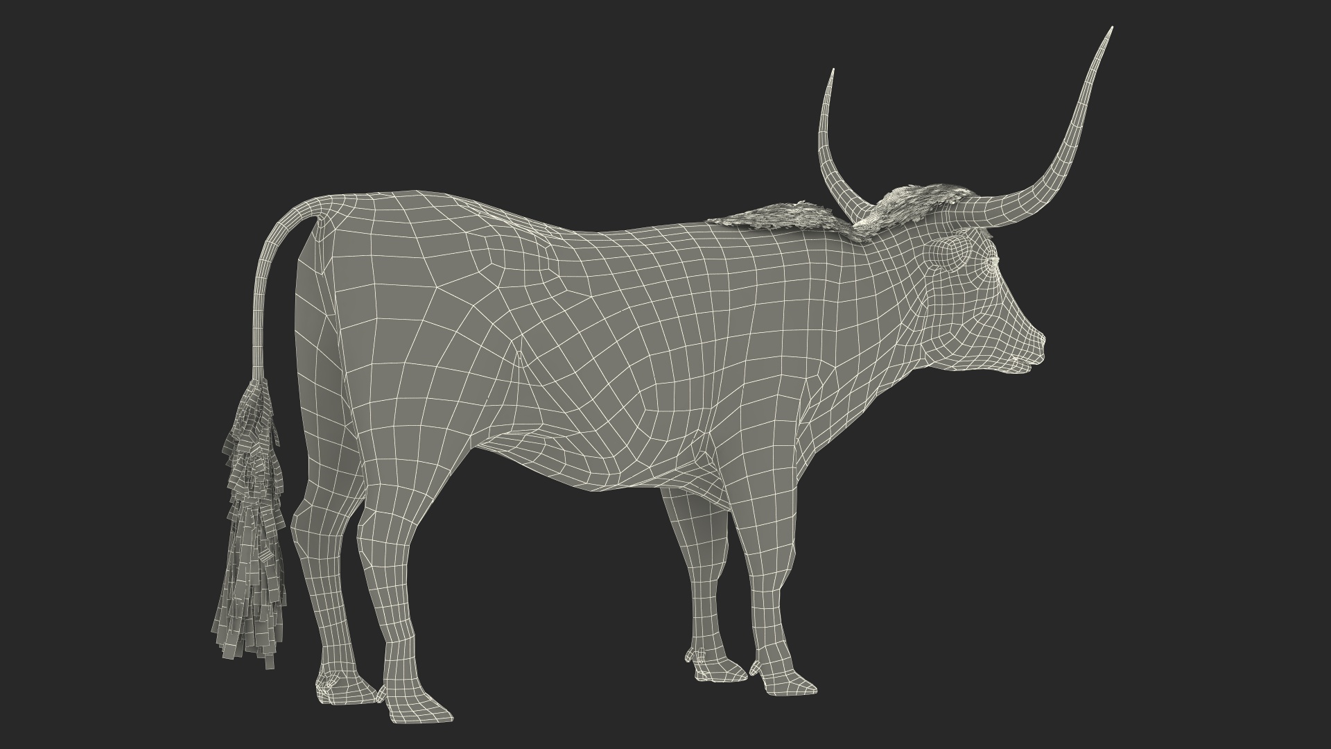 3D Texas Longhorn White Color