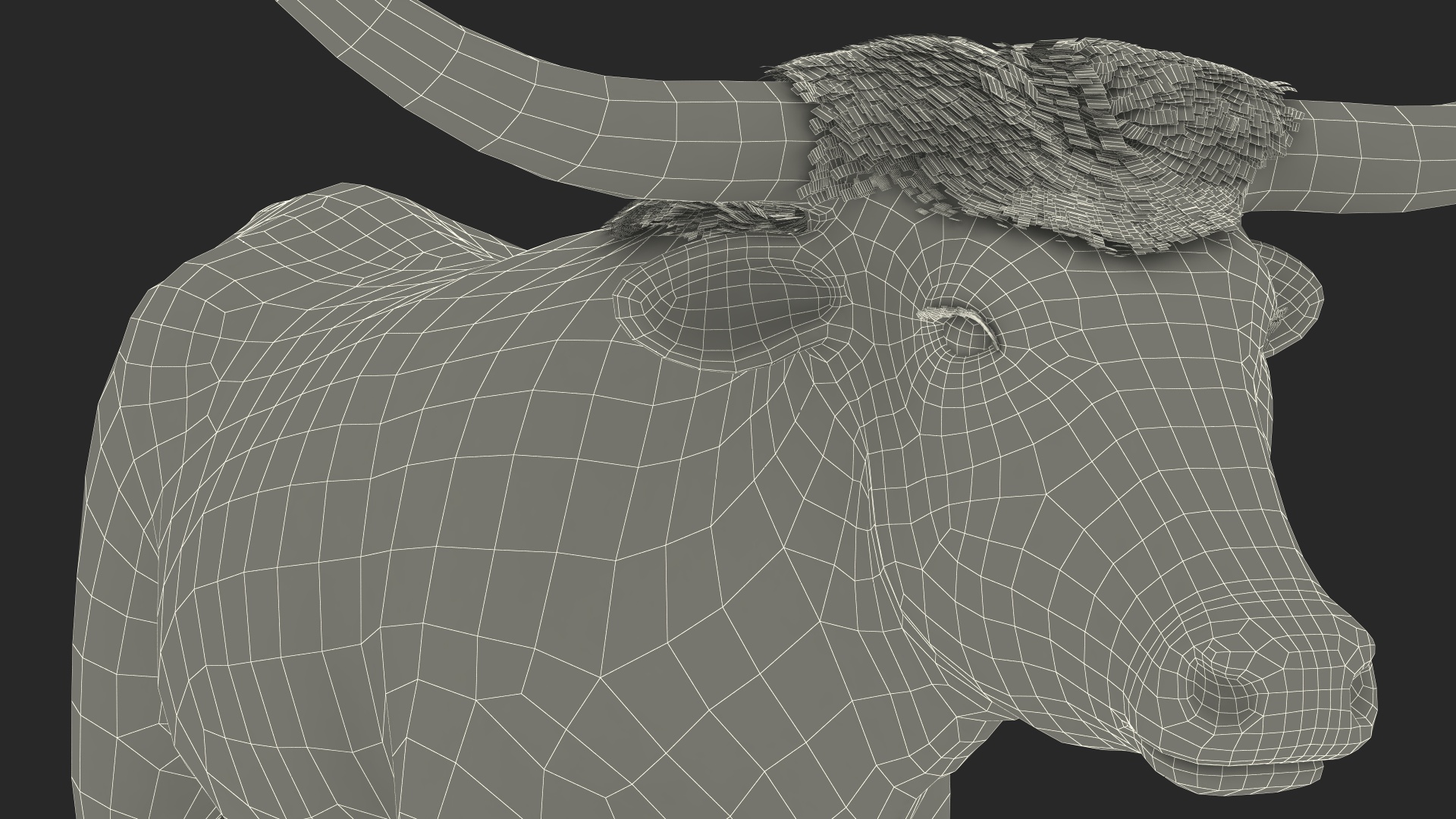 3D Texas Longhorn White Color