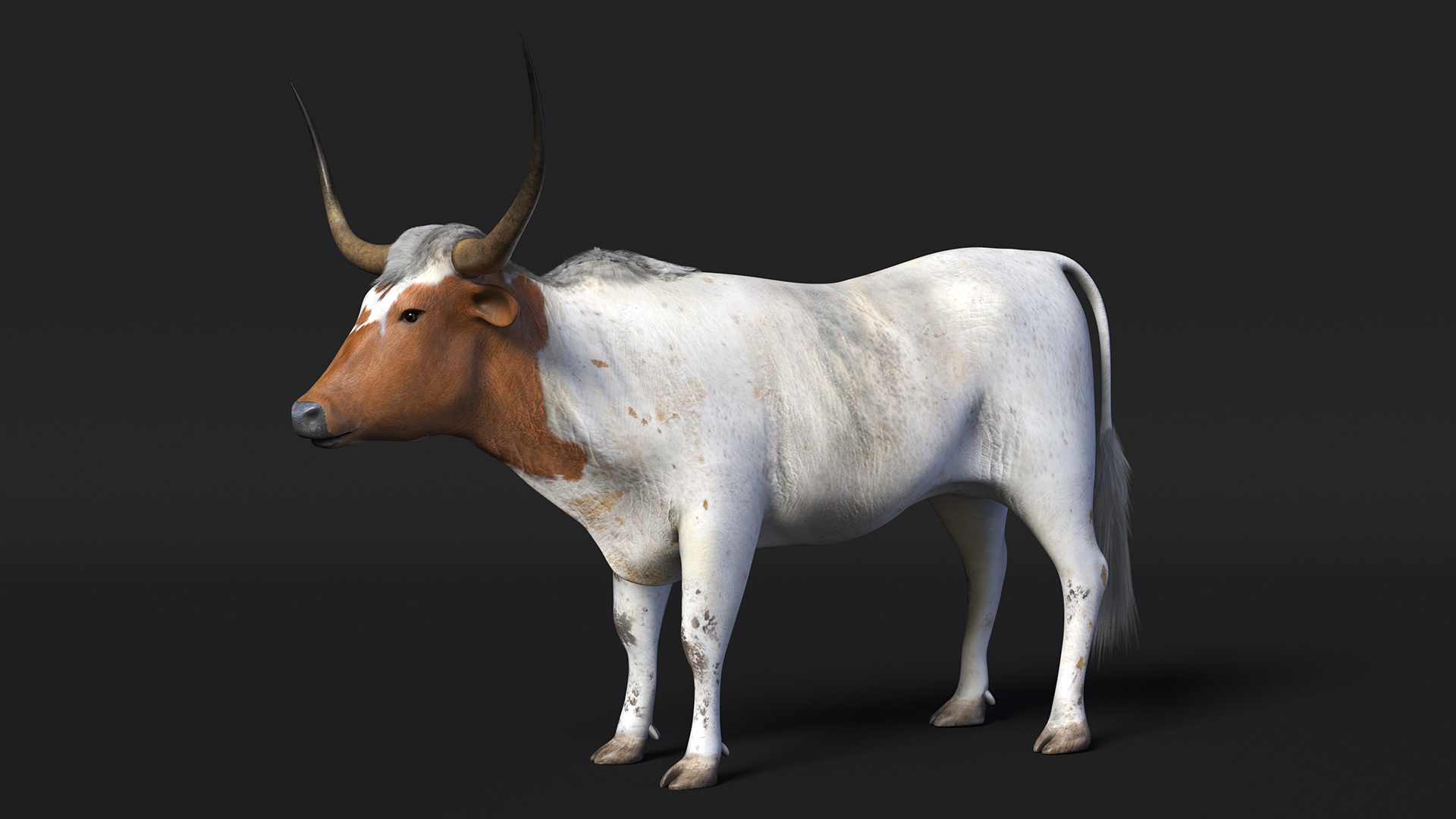 3D Texas Longhorn White Color
