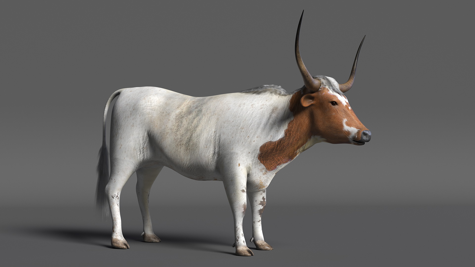 3D Texas Longhorn White Color