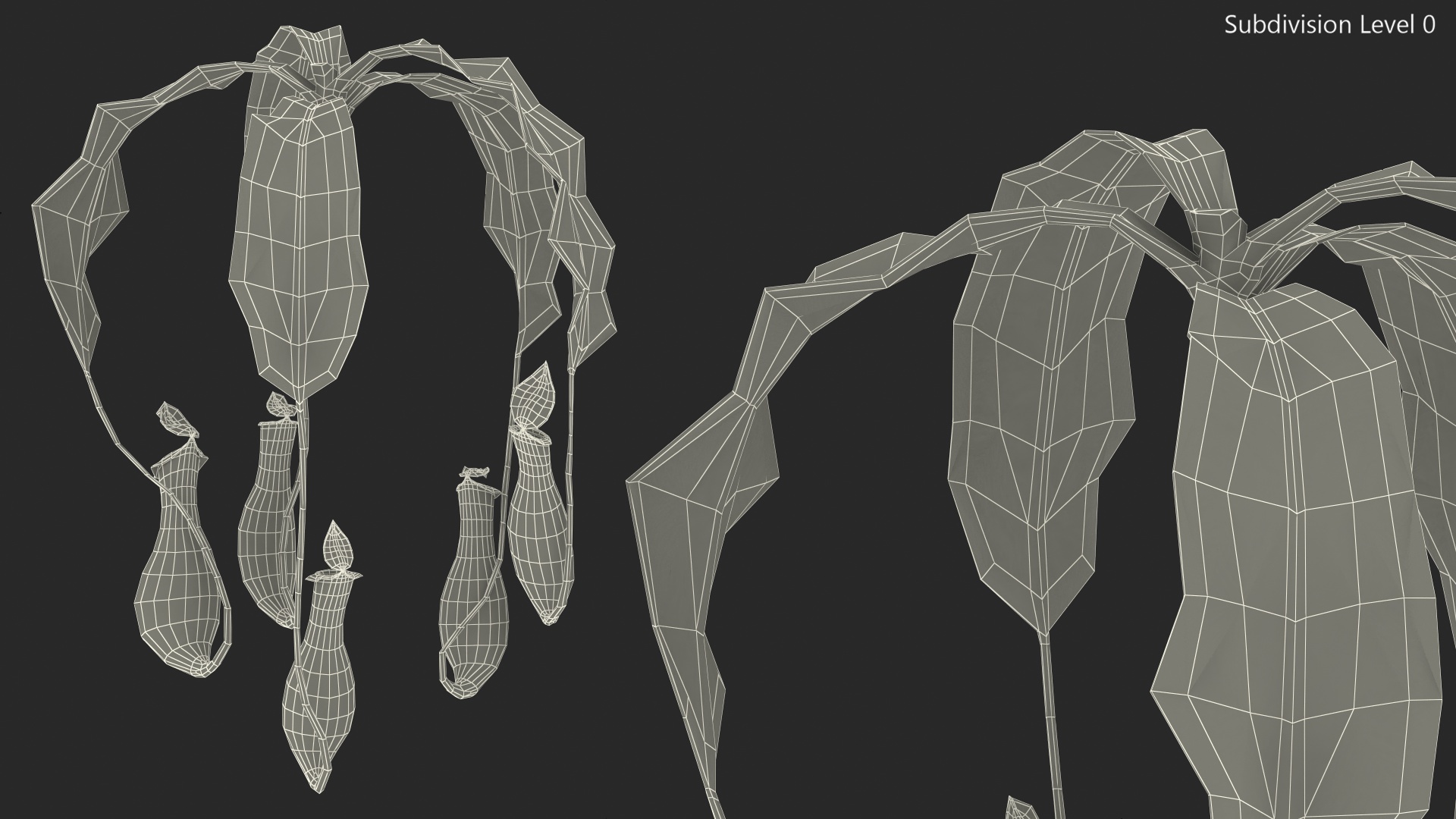 Nepenthes Alata Flower 3D