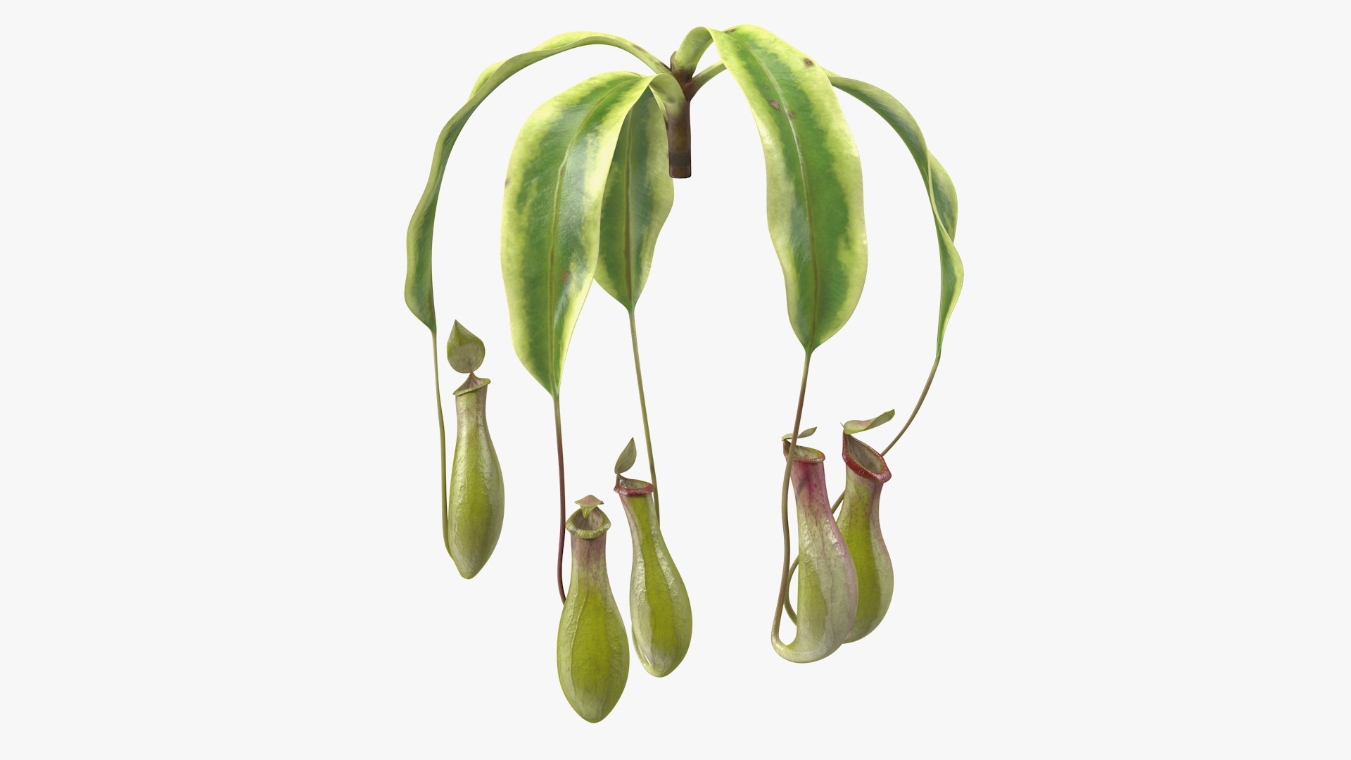 Nepenthes Alata Flower 3D