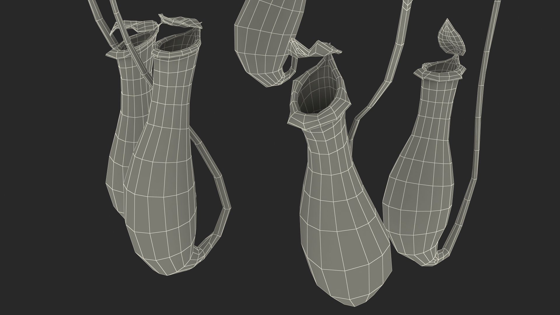 Nepenthes Alata Flower 3D