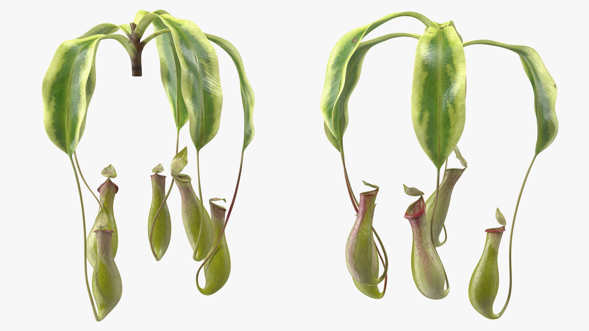 Nepenthes Alata Flower 3D