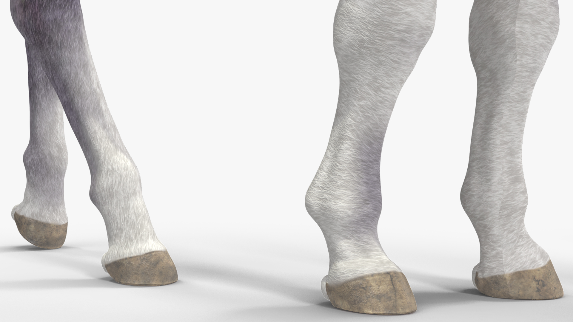 3D model White Shetland Pony in Grazing Pose