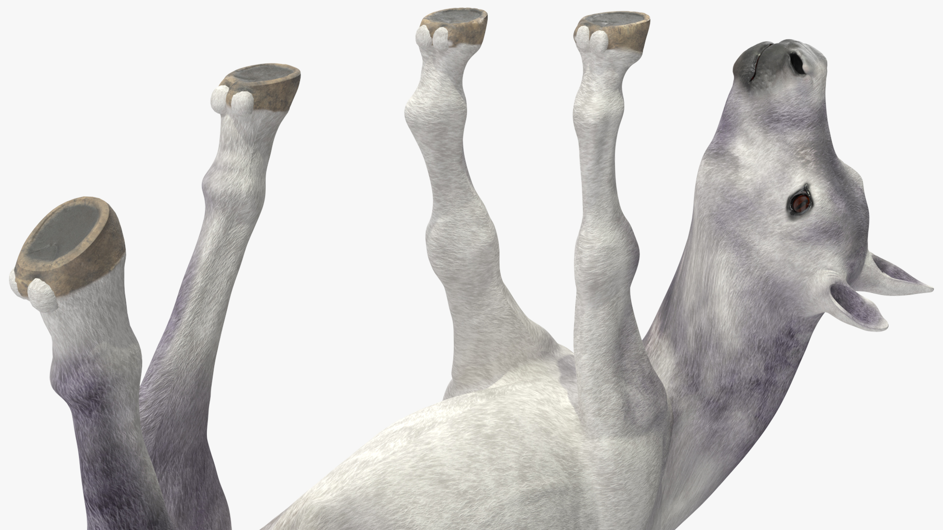 3D model White Shetland Pony in Grazing Pose