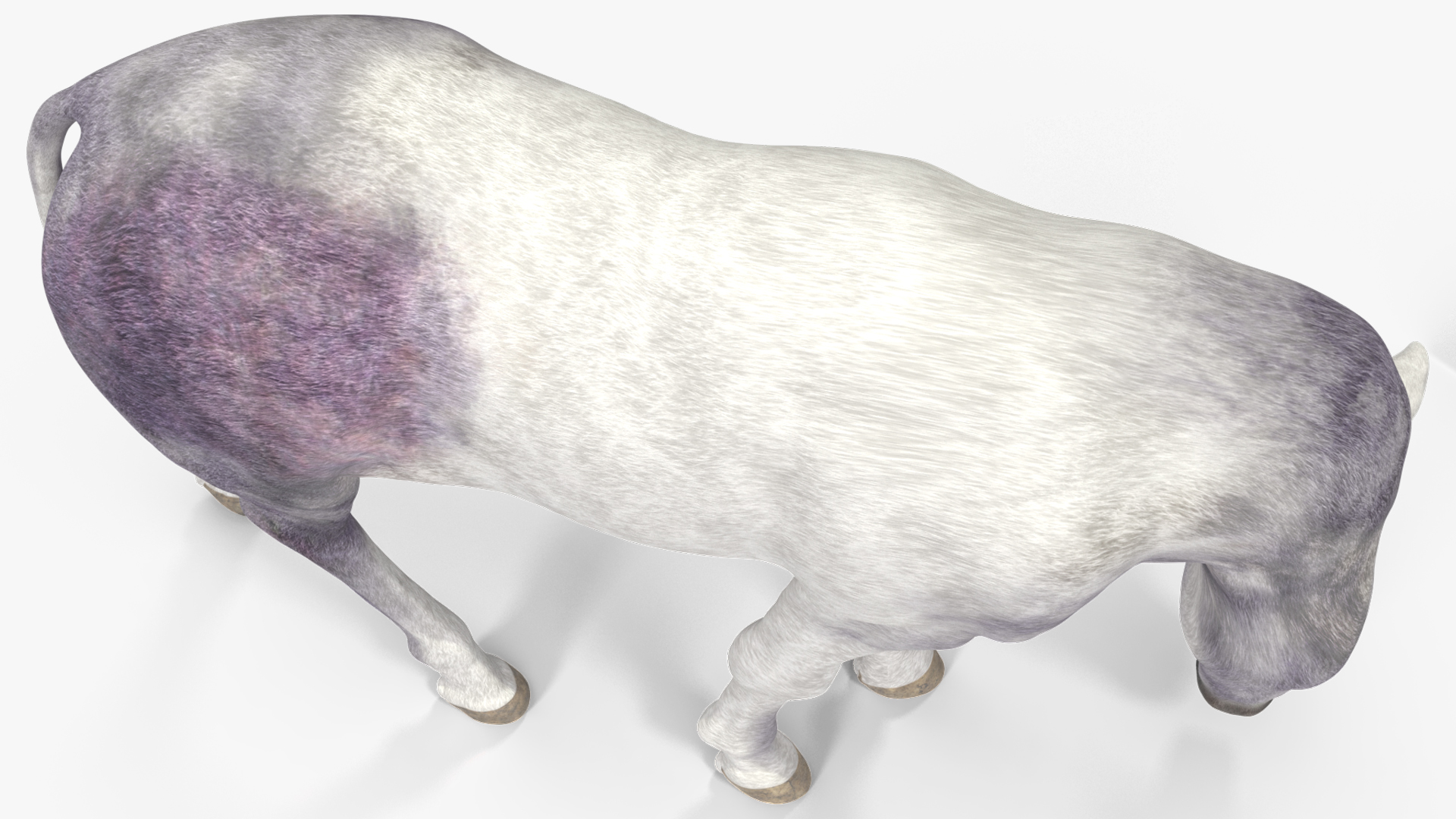 3D model White Shetland Pony in Grazing Pose