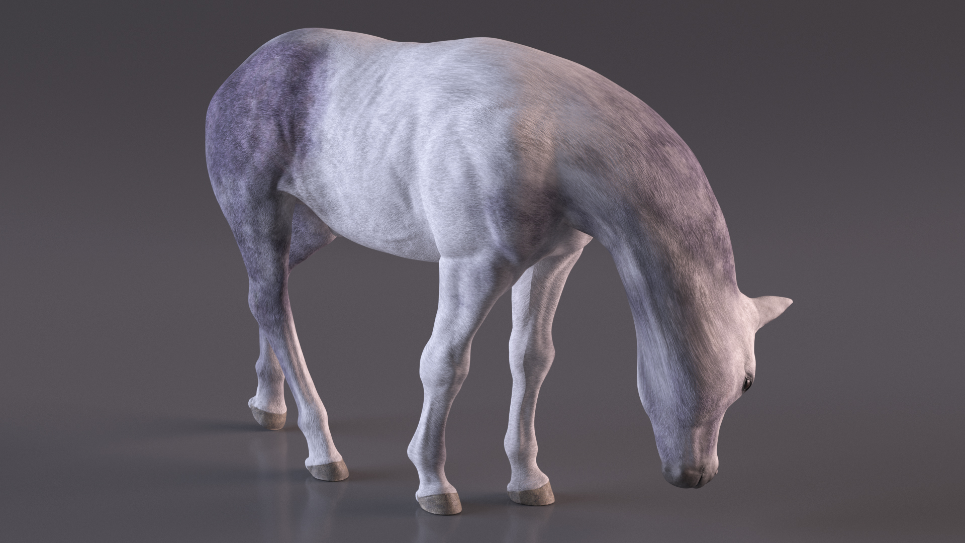 3D model White Shetland Pony in Grazing Pose