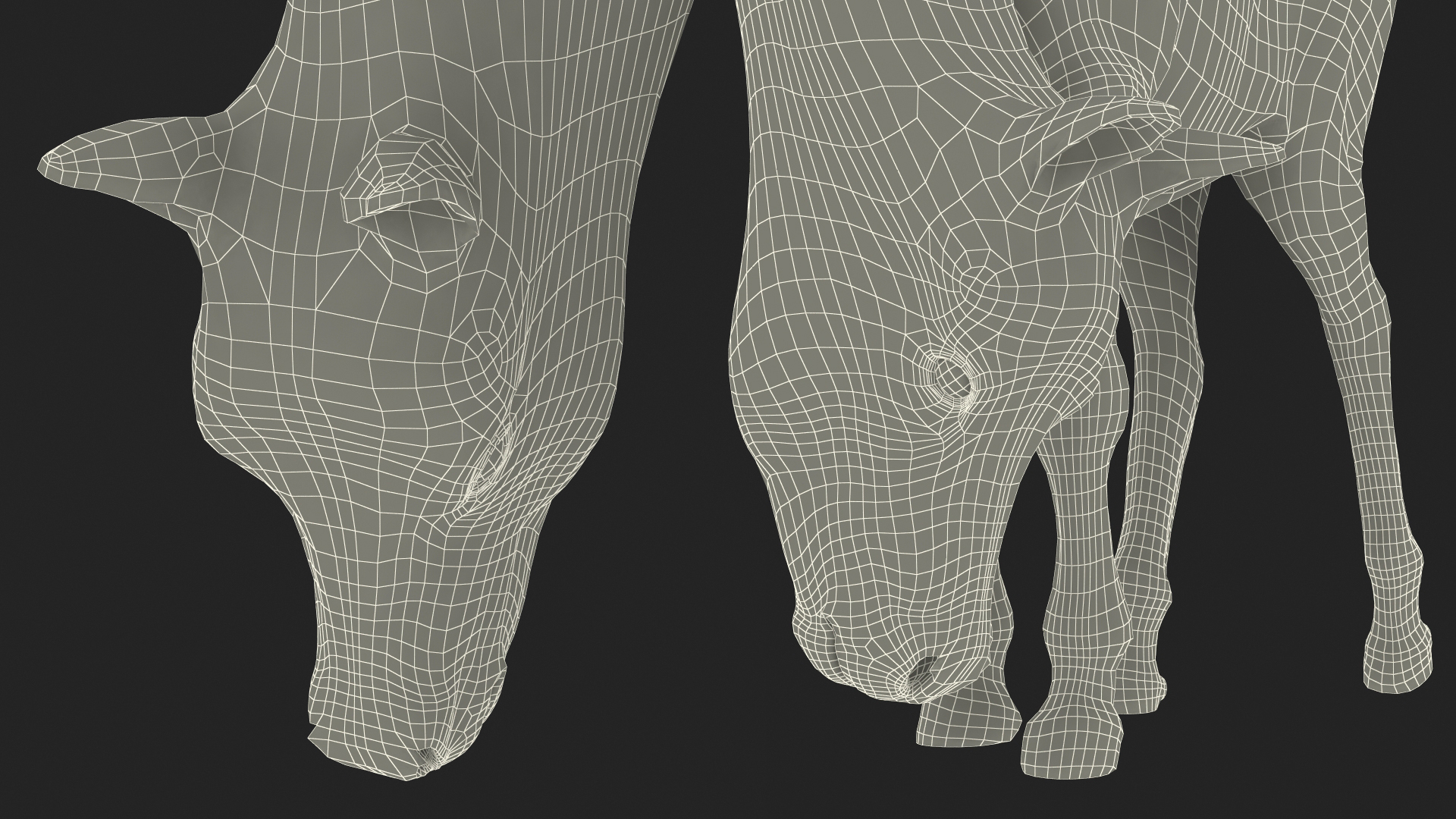 3D model White Shetland Pony in Grazing Pose