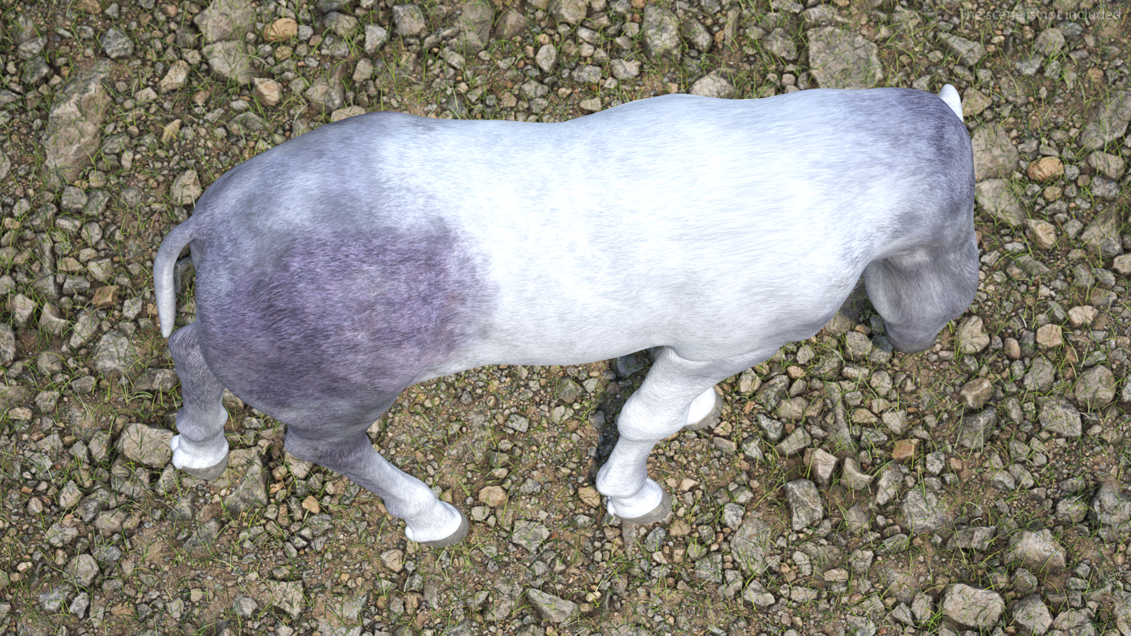 3D model White Shetland Pony in Grazing Pose