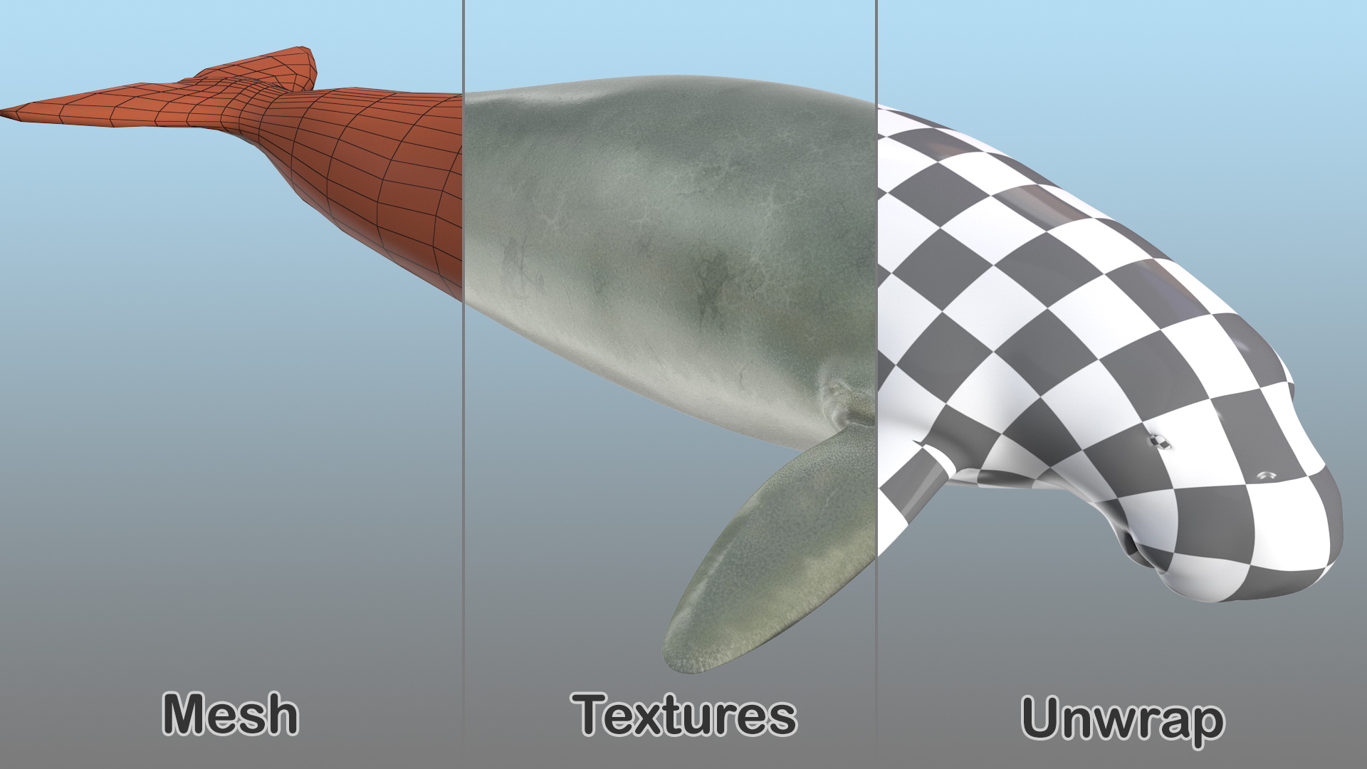 3D model Dugong