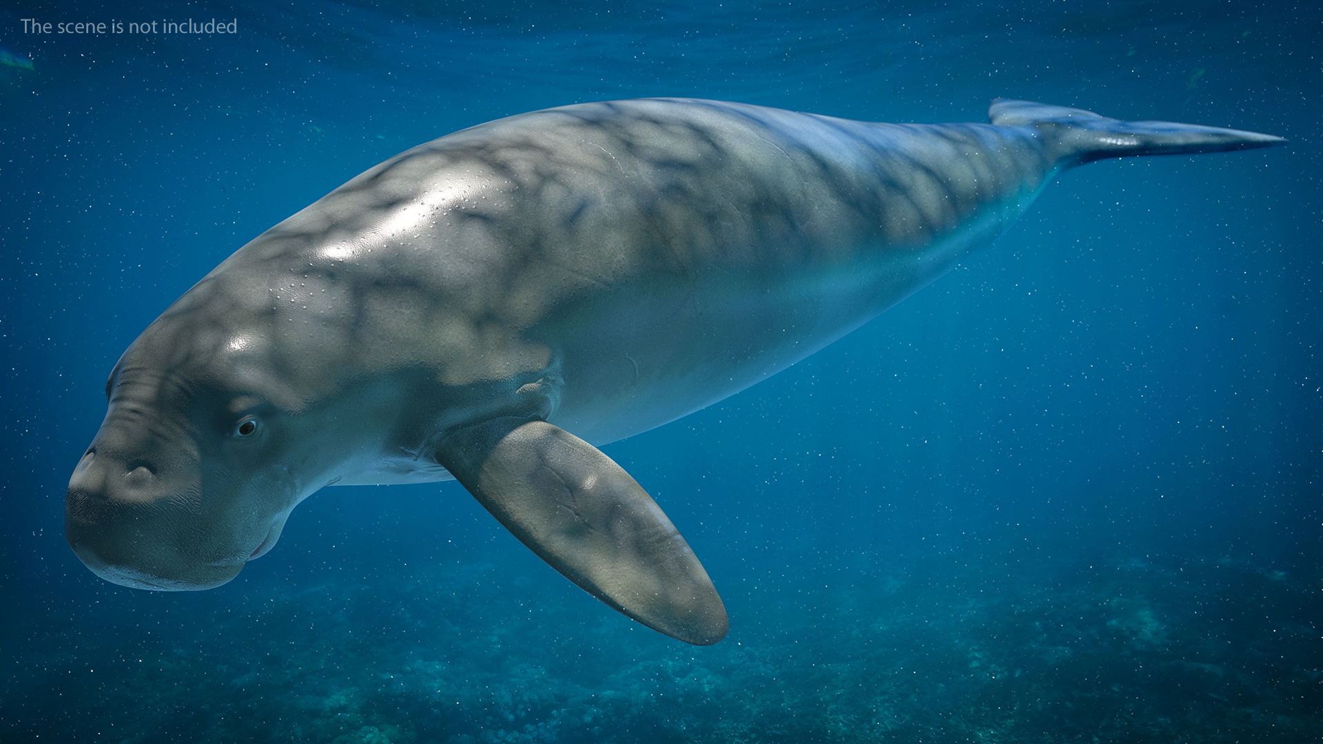 3D model Dugong