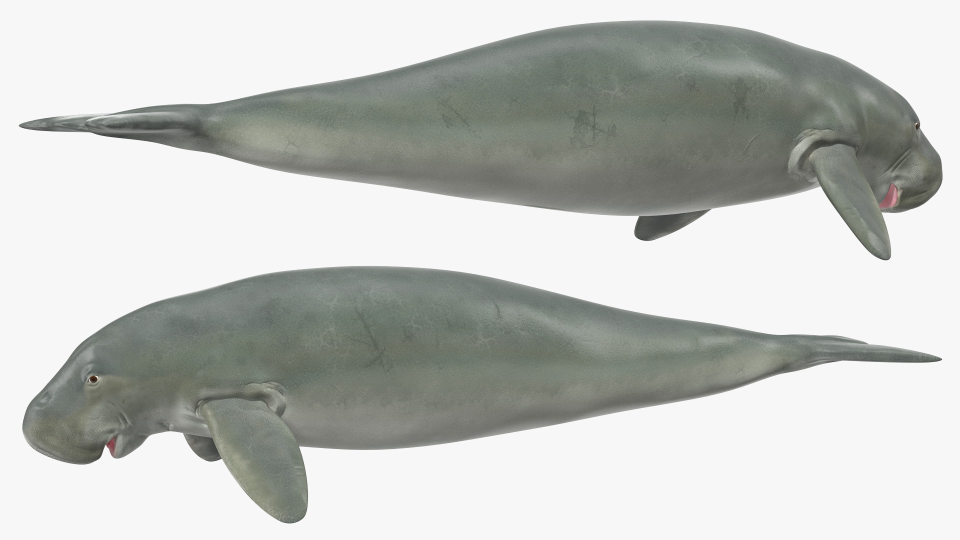 3D model Dugong