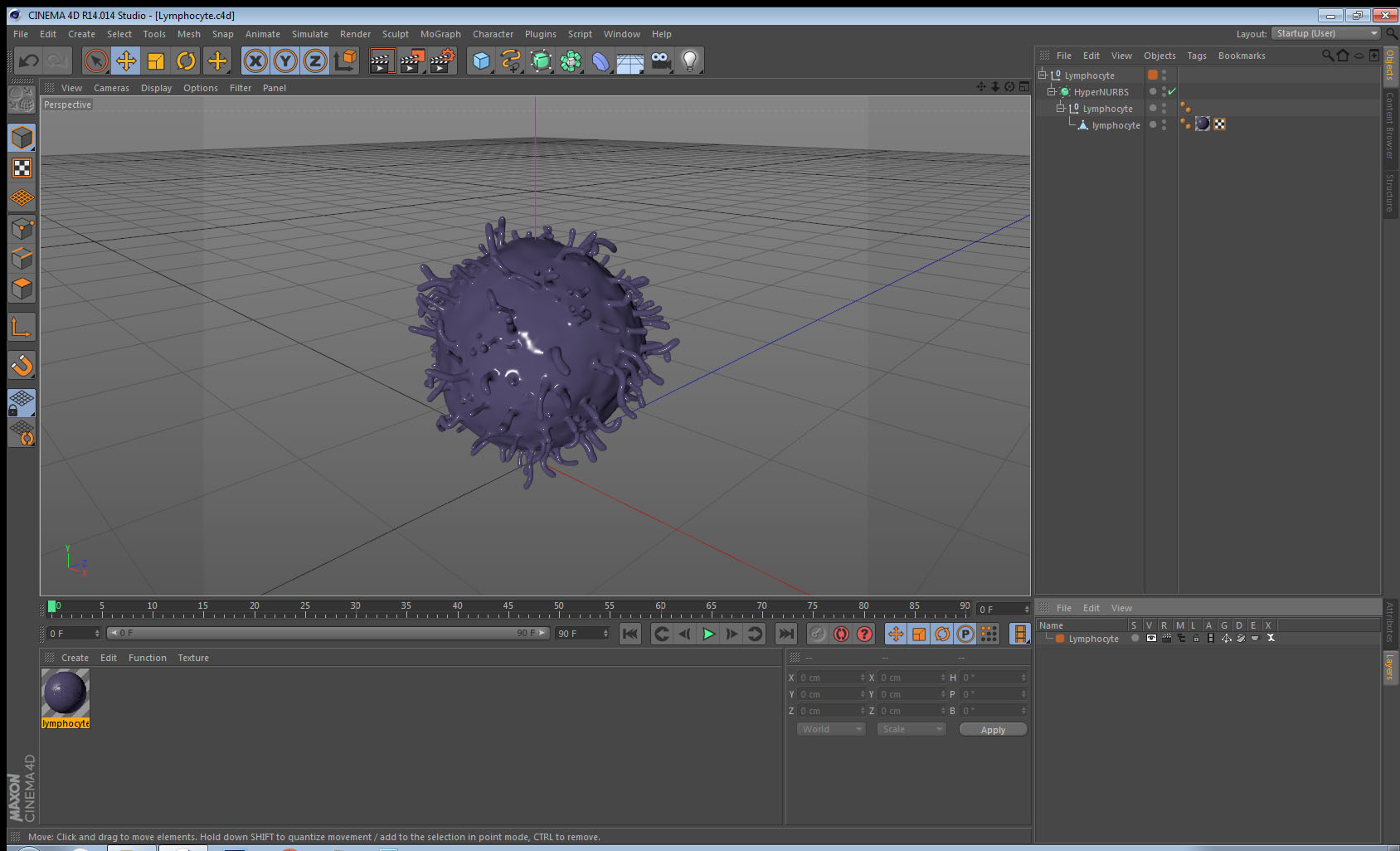3D model Lymphocyte