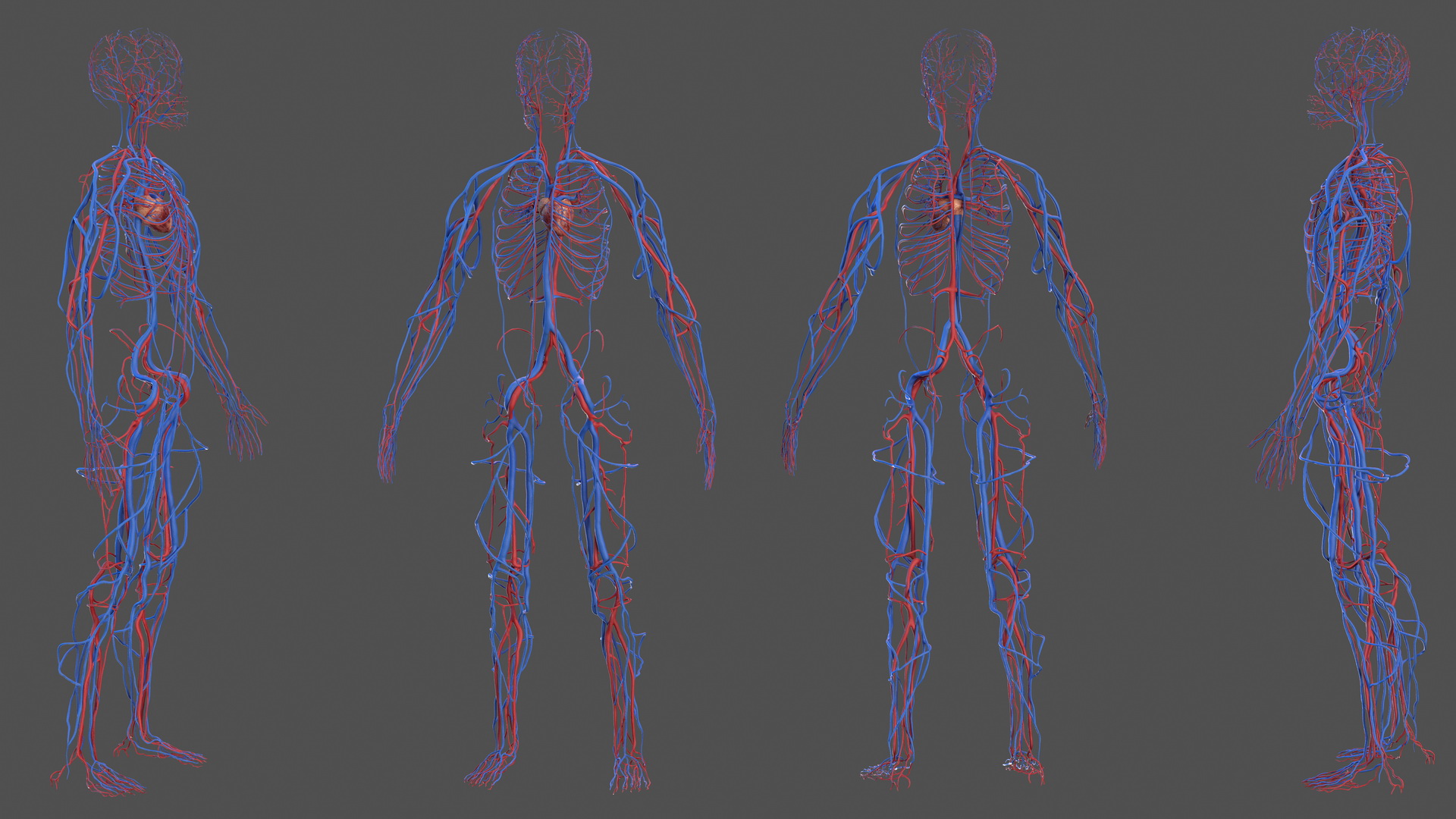 Male Skeleton and Cardiovascular System 3D model