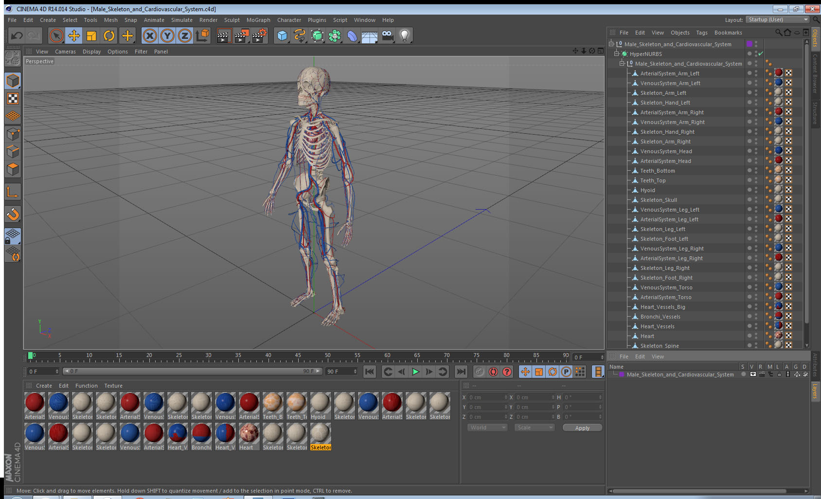 Male Skeleton and Cardiovascular System 3D model