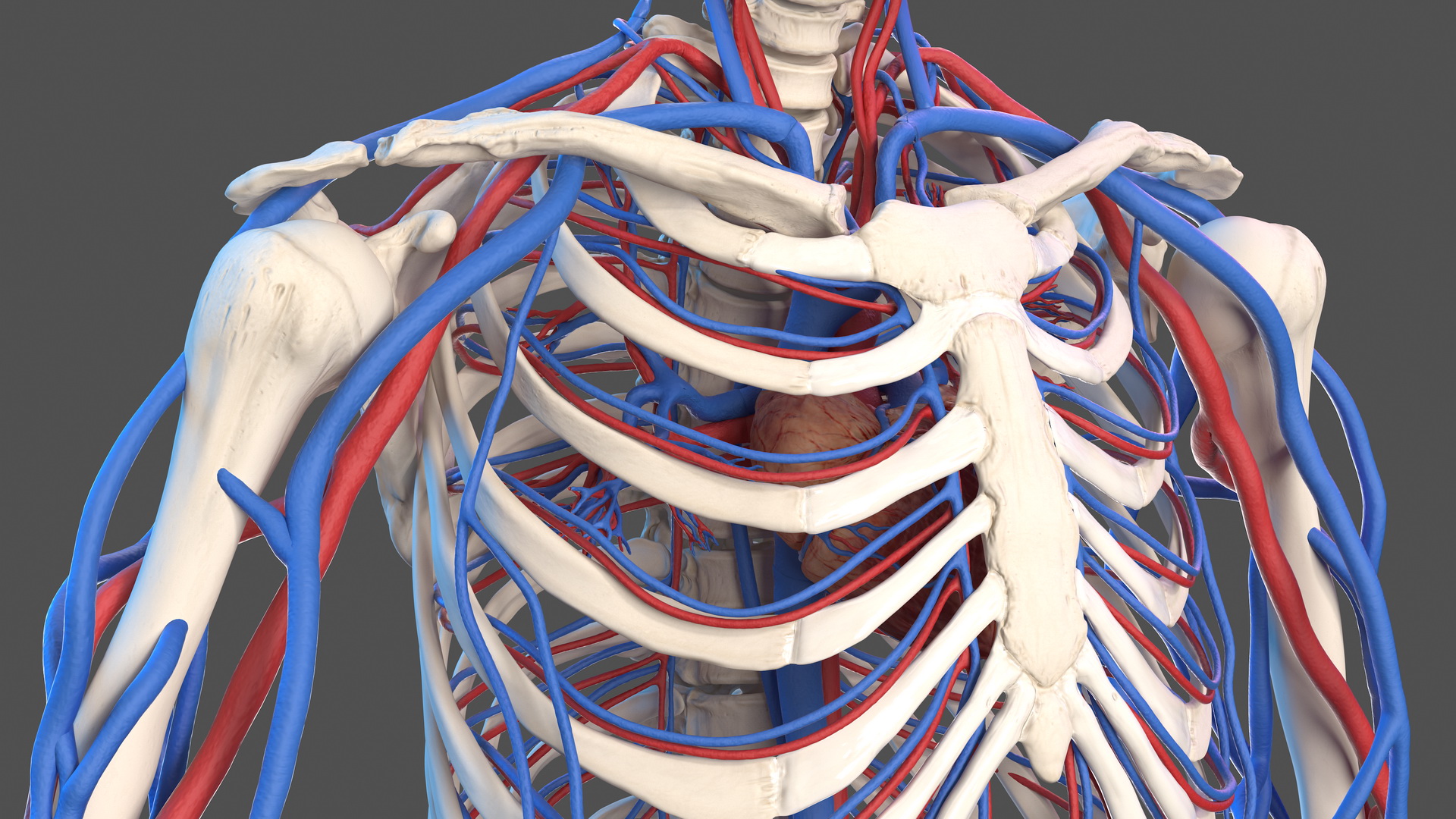 Male Skeleton and Cardiovascular System 3D model