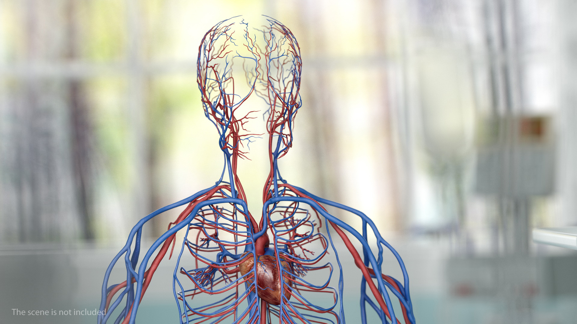 Male Skeleton and Cardiovascular System 3D model