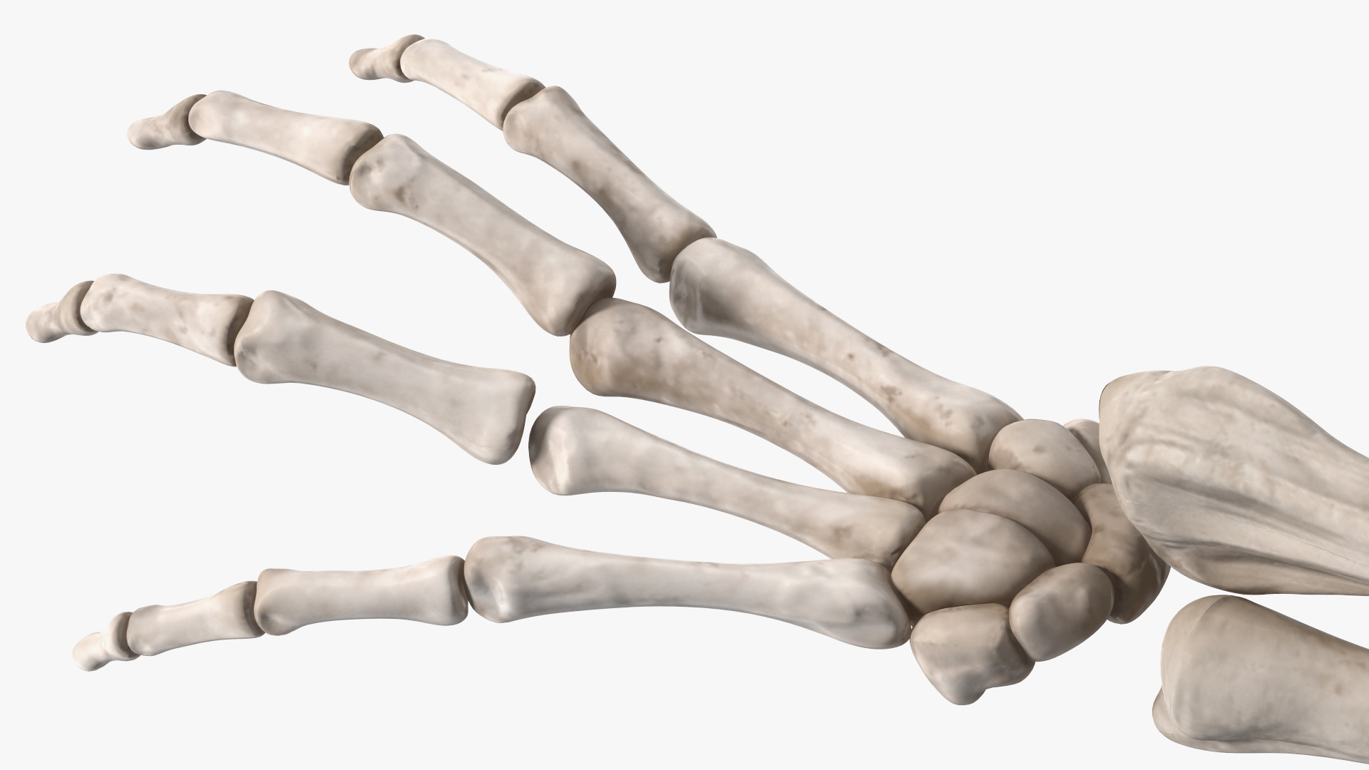 Skeleton Arm 3D