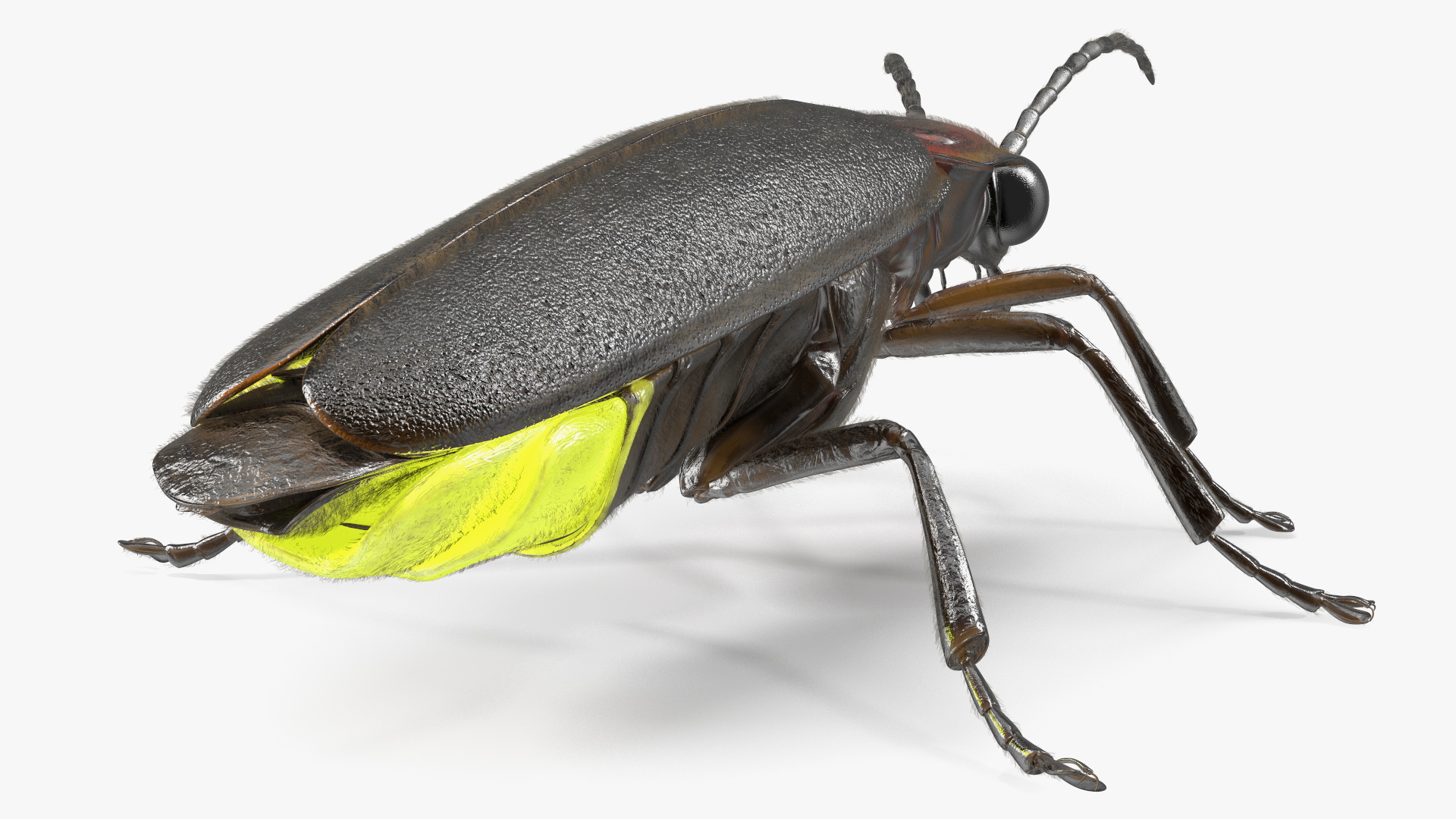 Glowing Big Dipper Firefly Crawling Pose Fur 3D model