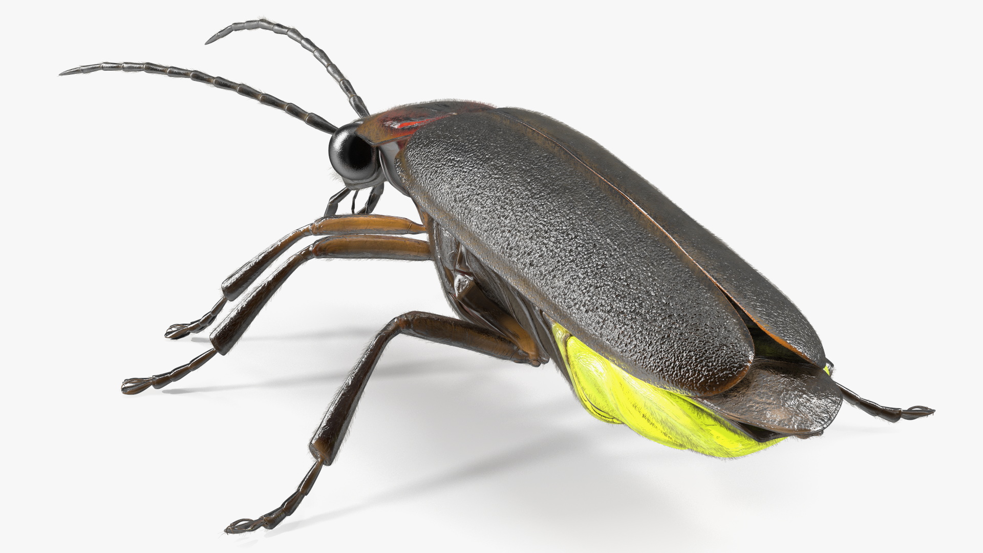 Glowing Big Dipper Firefly Crawling Pose Fur 3D model