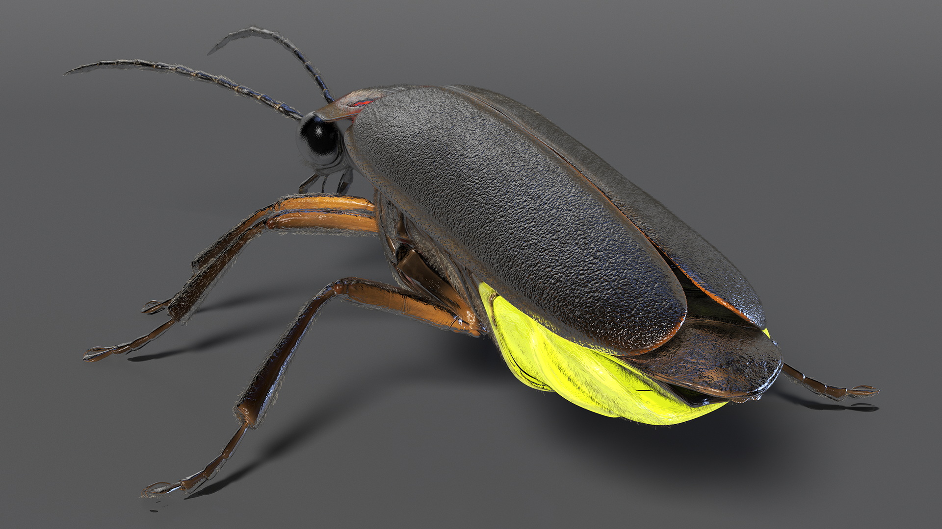 Glowing Big Dipper Firefly Crawling Pose Fur 3D model