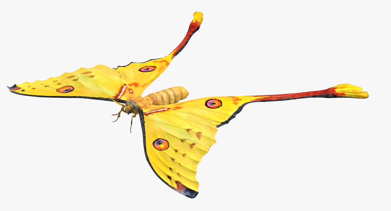 3D model Comet Moth