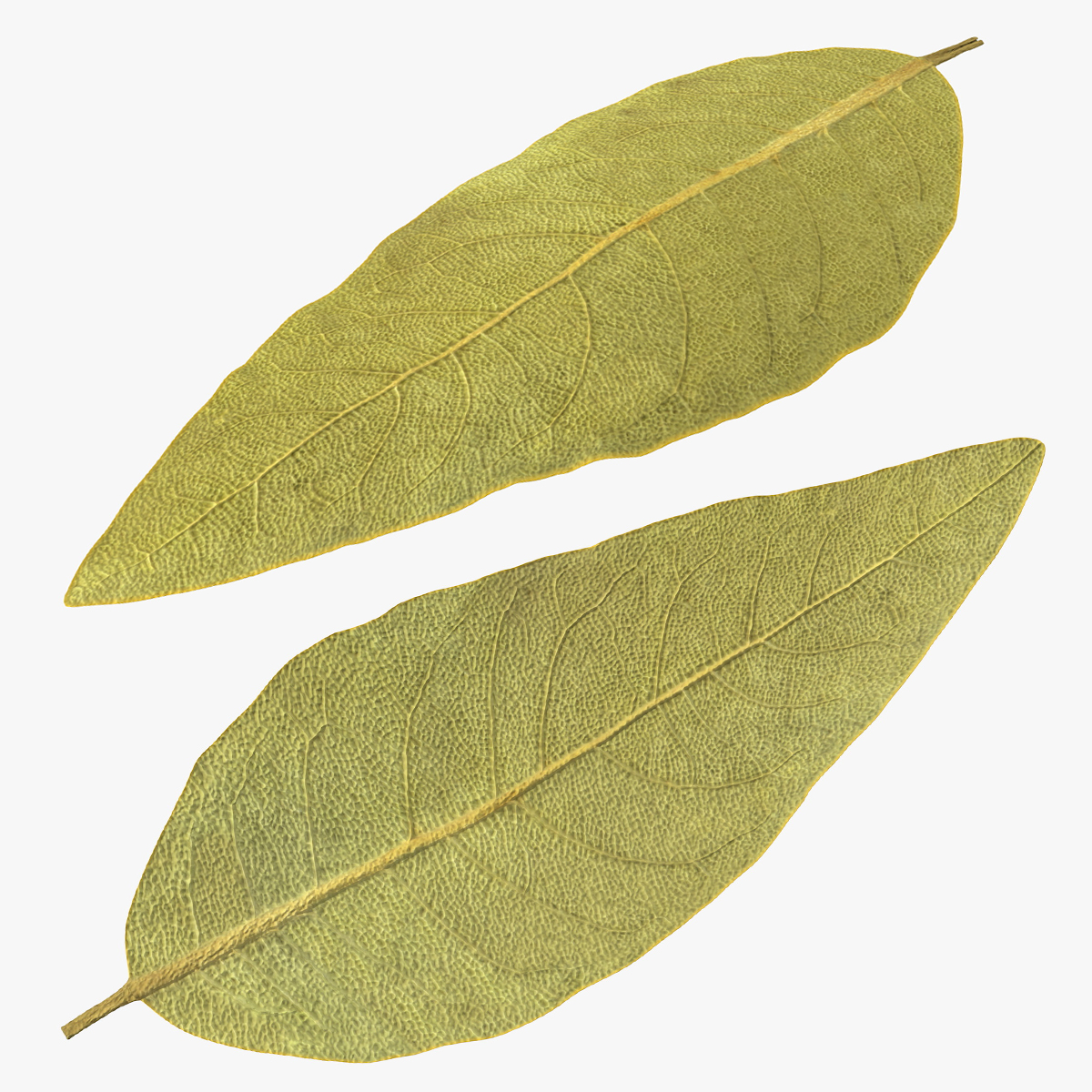 Dried Bay Laurel Leaf Sprig