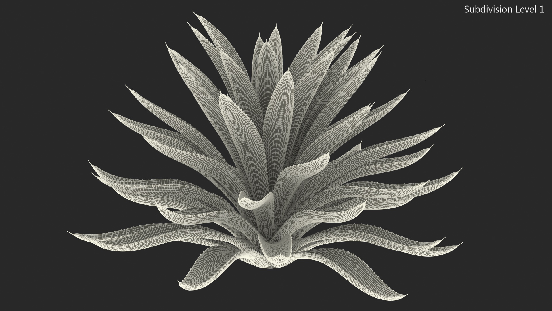 3D Big Agave Americana Century Plant model
