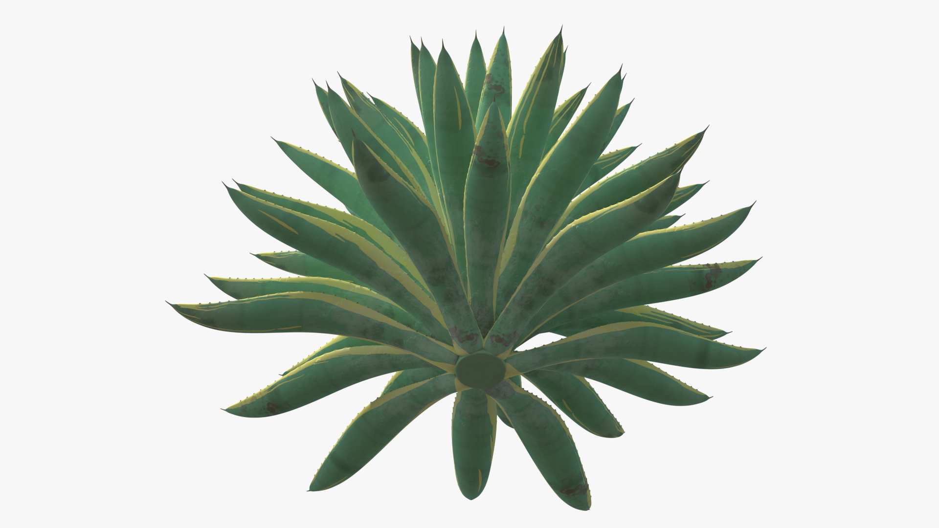 3D Big Agave Americana Century Plant model