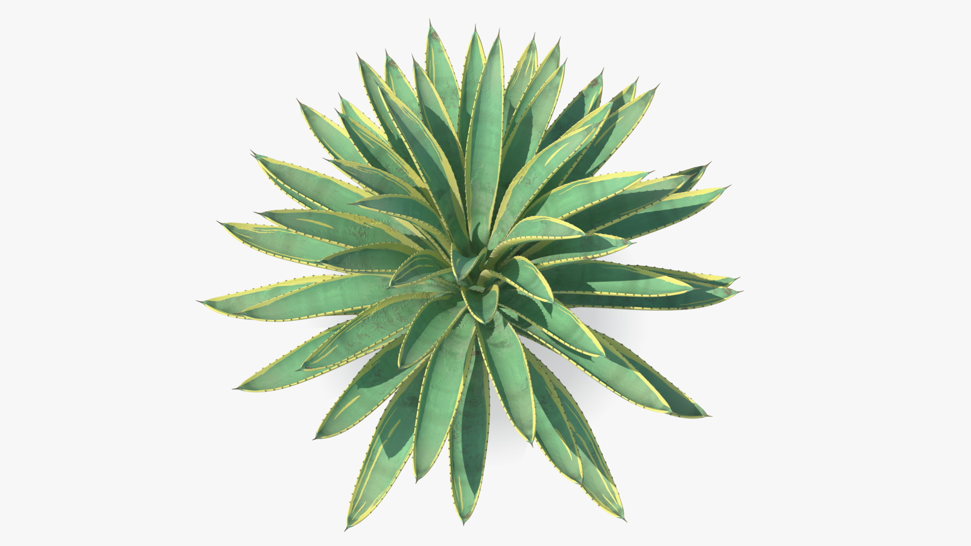 3D Big Agave Americana Century Plant model