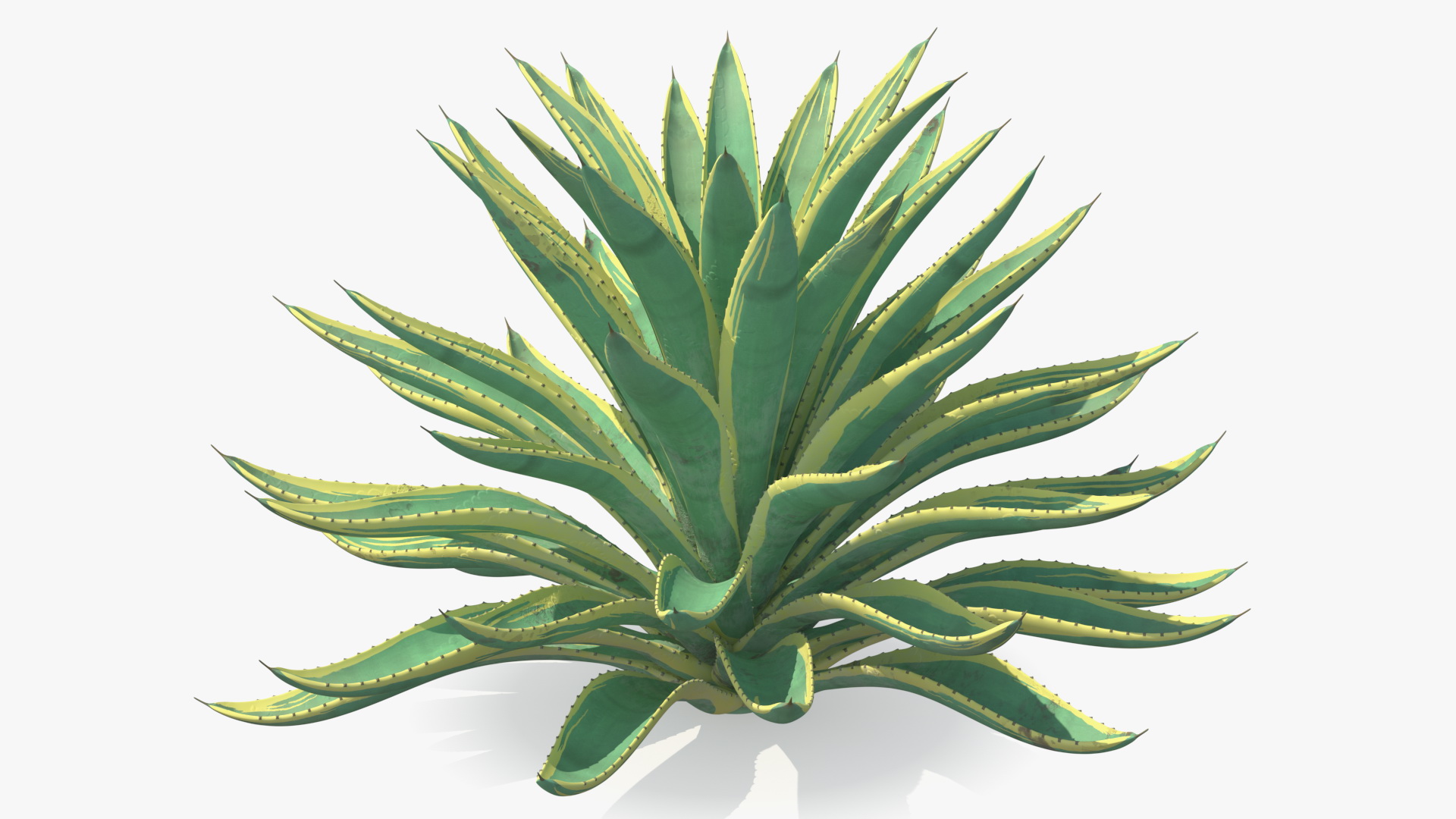 3D Big Agave Americana Century Plant model