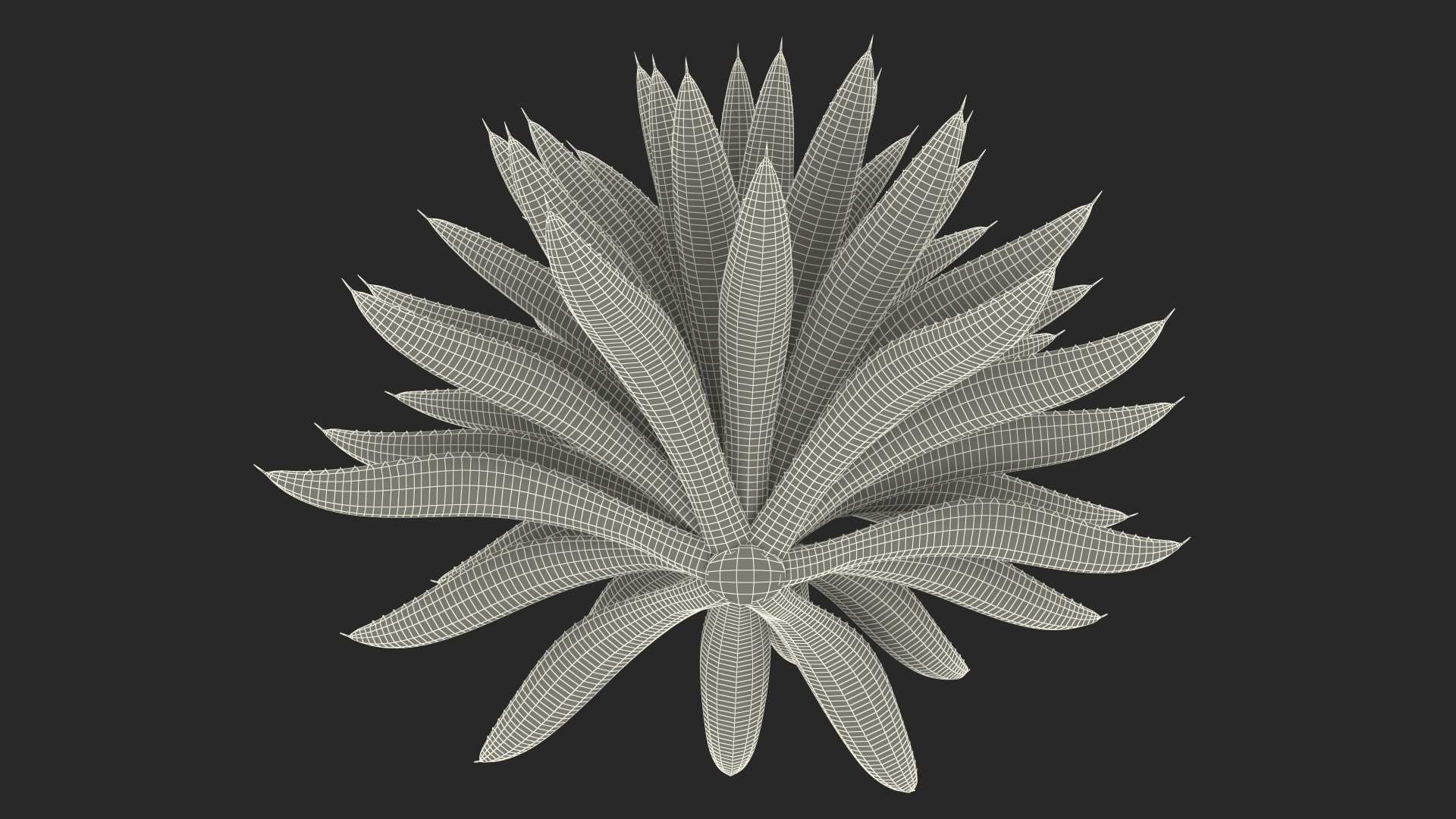 3D Big Agave Americana Century Plant model