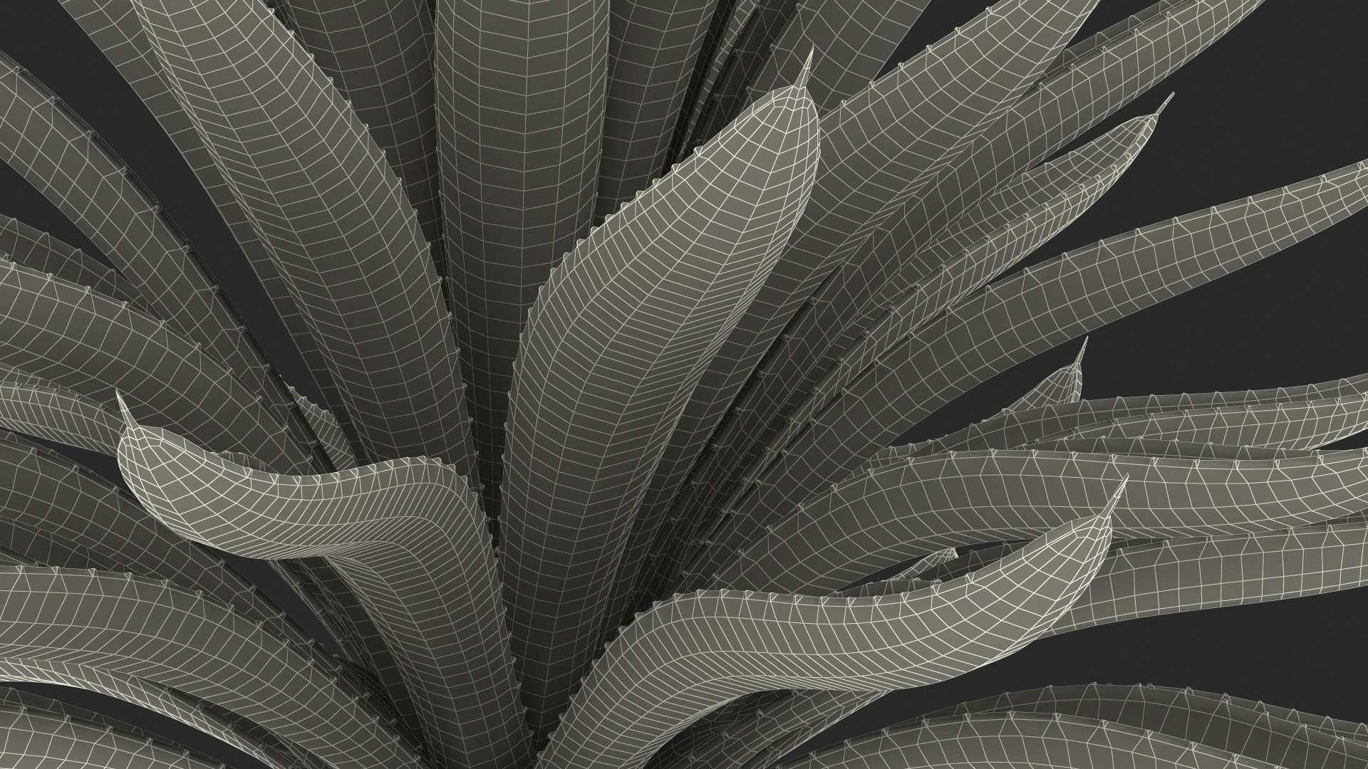 3D Big Agave Americana Century Plant model