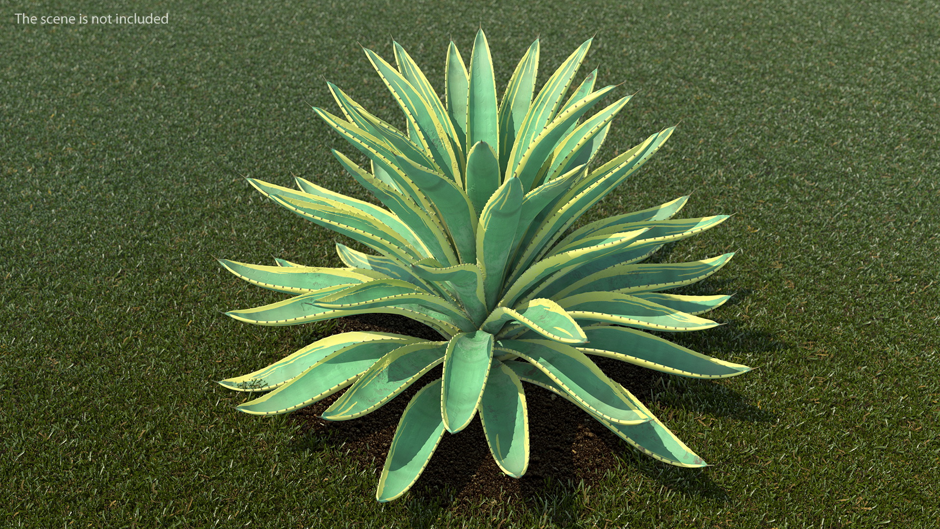 3D Big Agave Americana Century Plant model