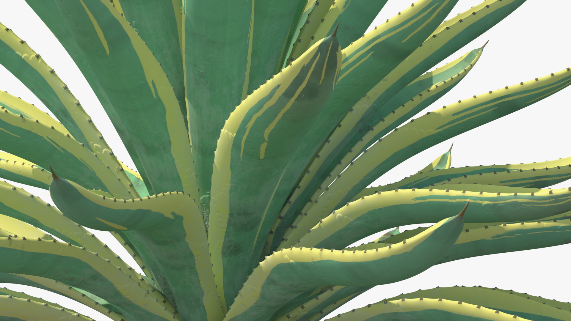 3D Big Agave Americana Century Plant model