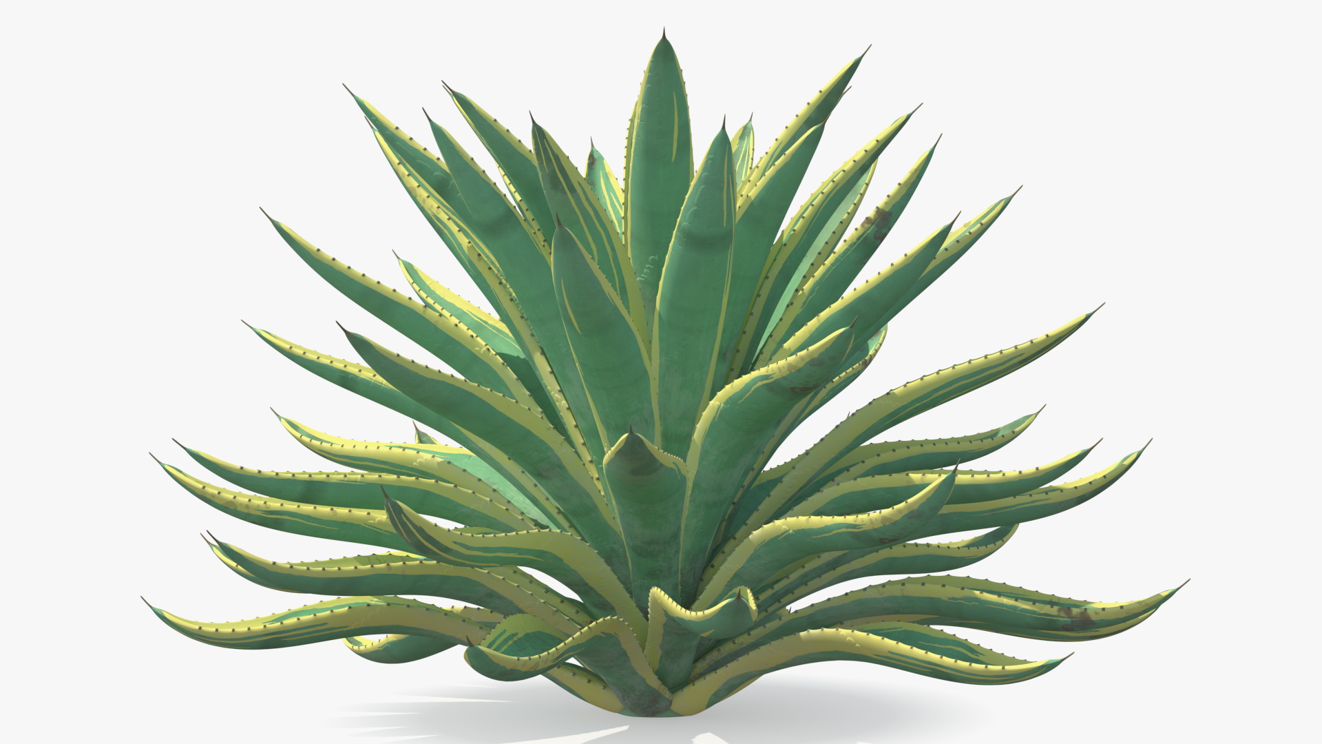 3D Big Agave Americana Century Plant model