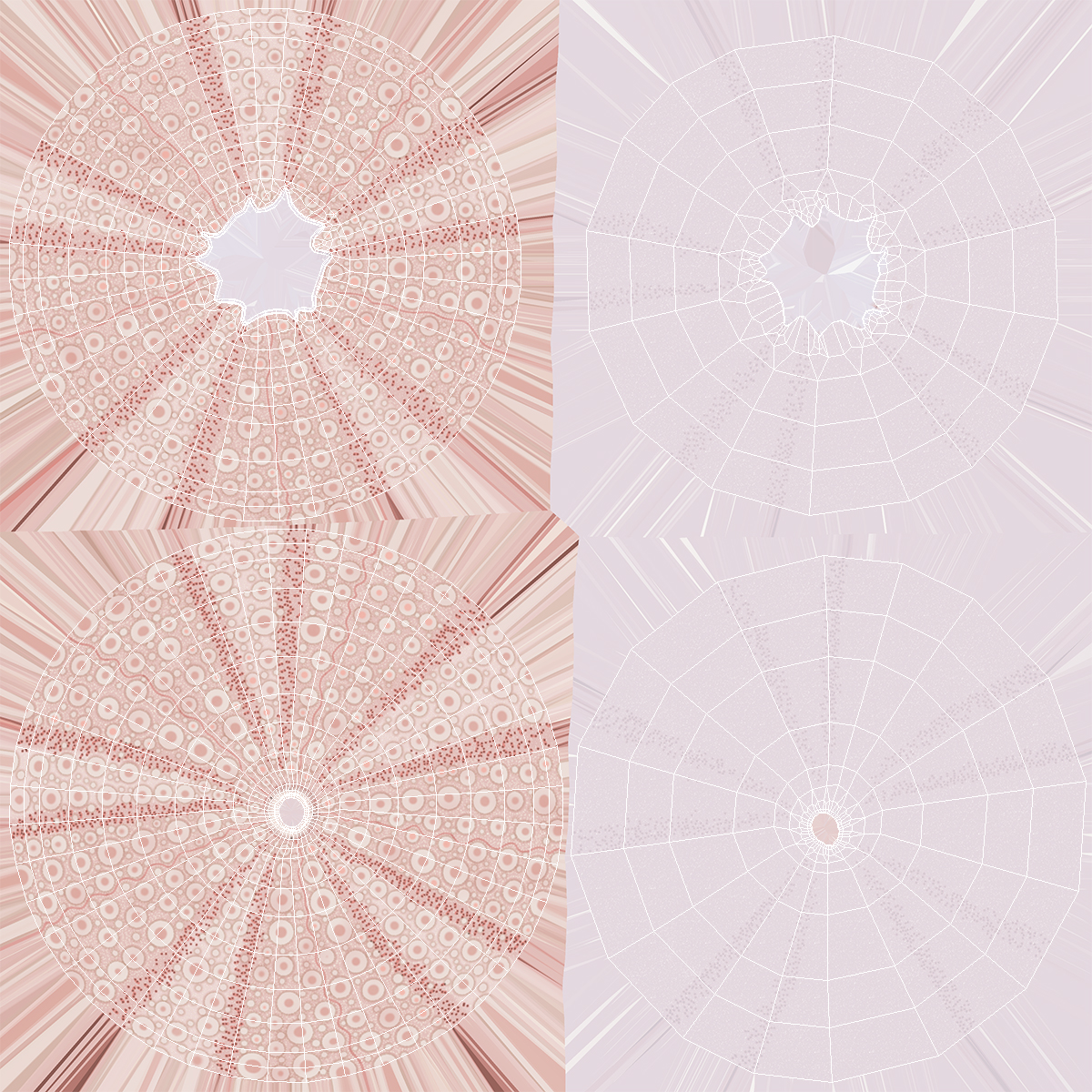 Cornish Sea Urchin Shell Pink 3D model