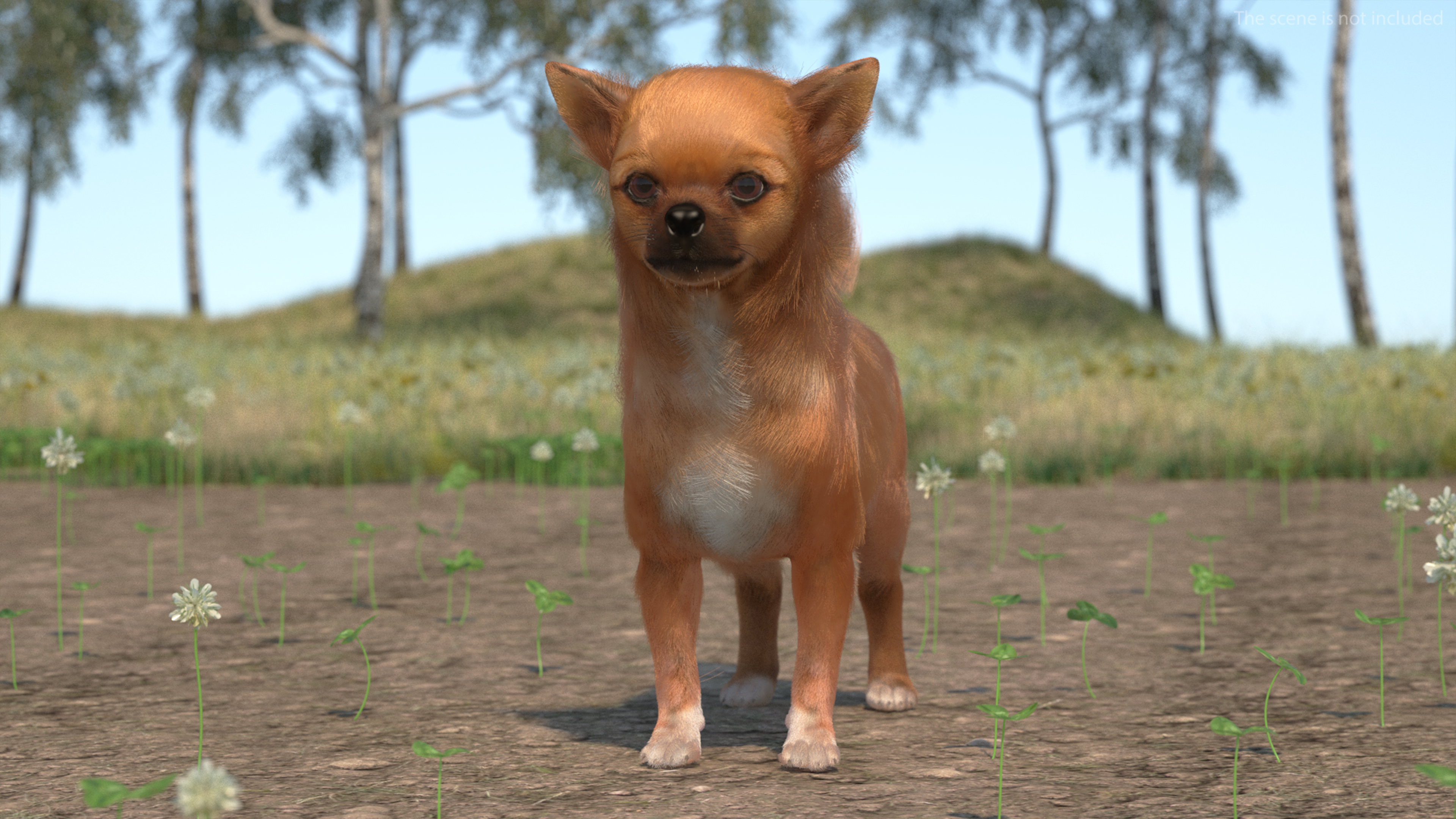 Chihuahua Dog Rigged Fur 3D model