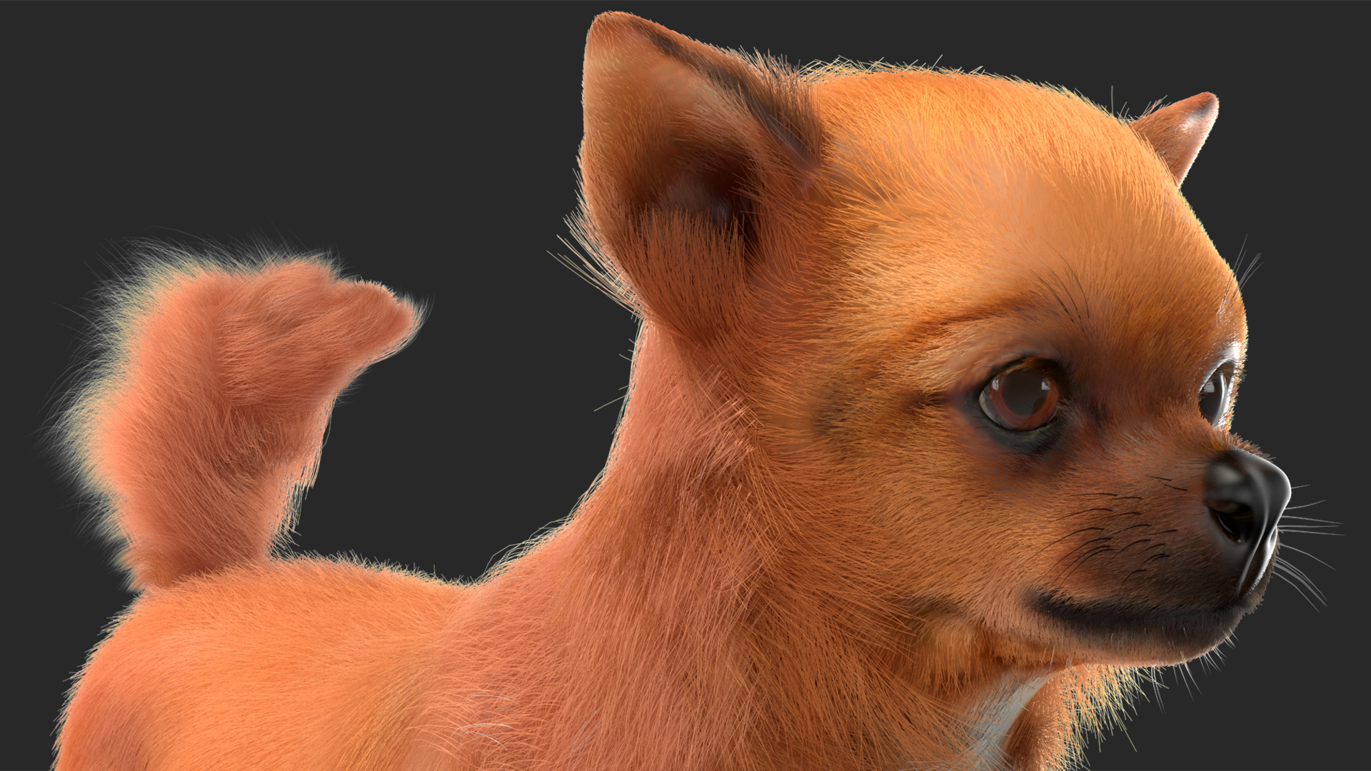 Chihuahua Dog Rigged Fur 3D model