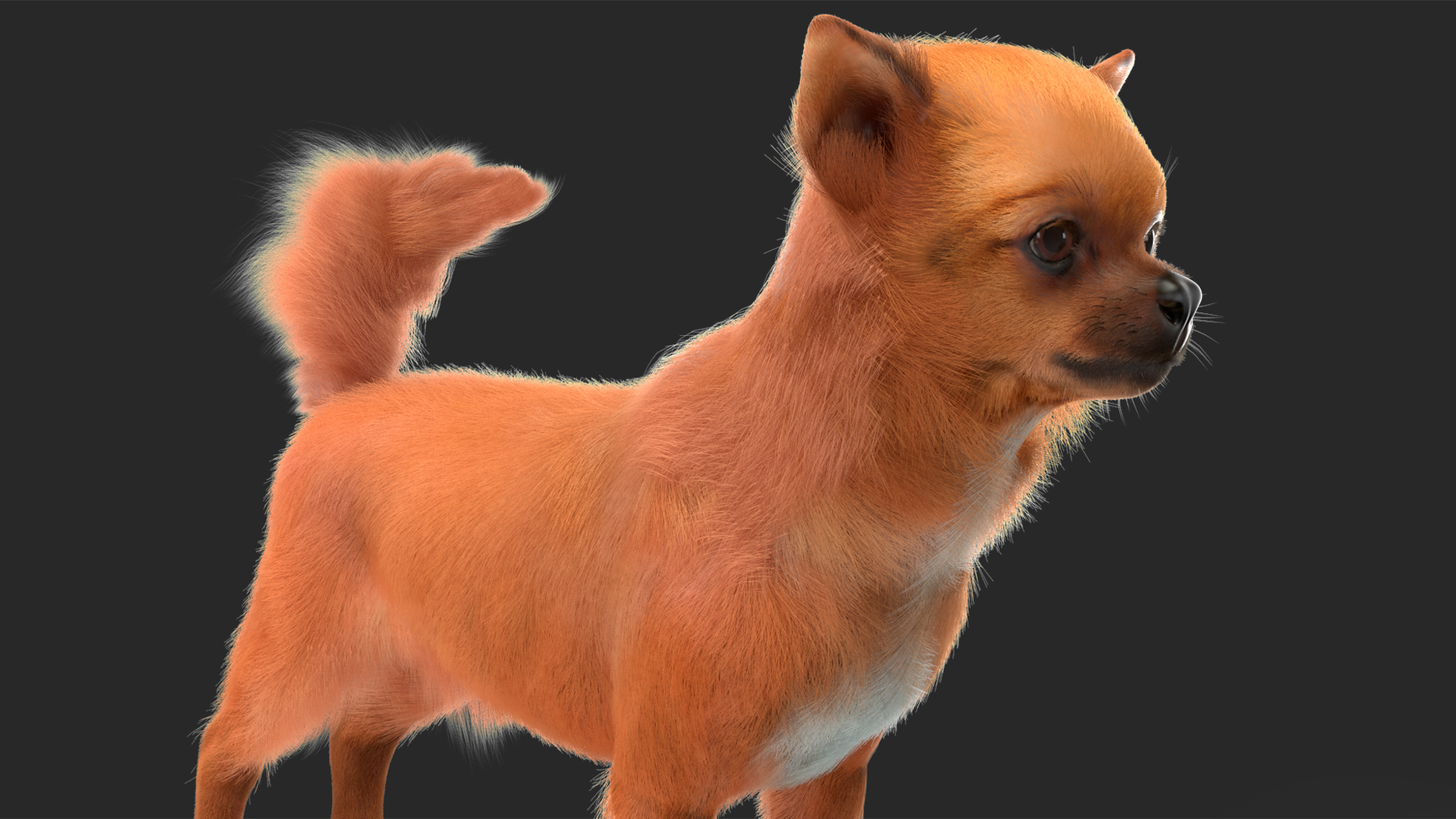 Chihuahua Dog Rigged Fur 3D model