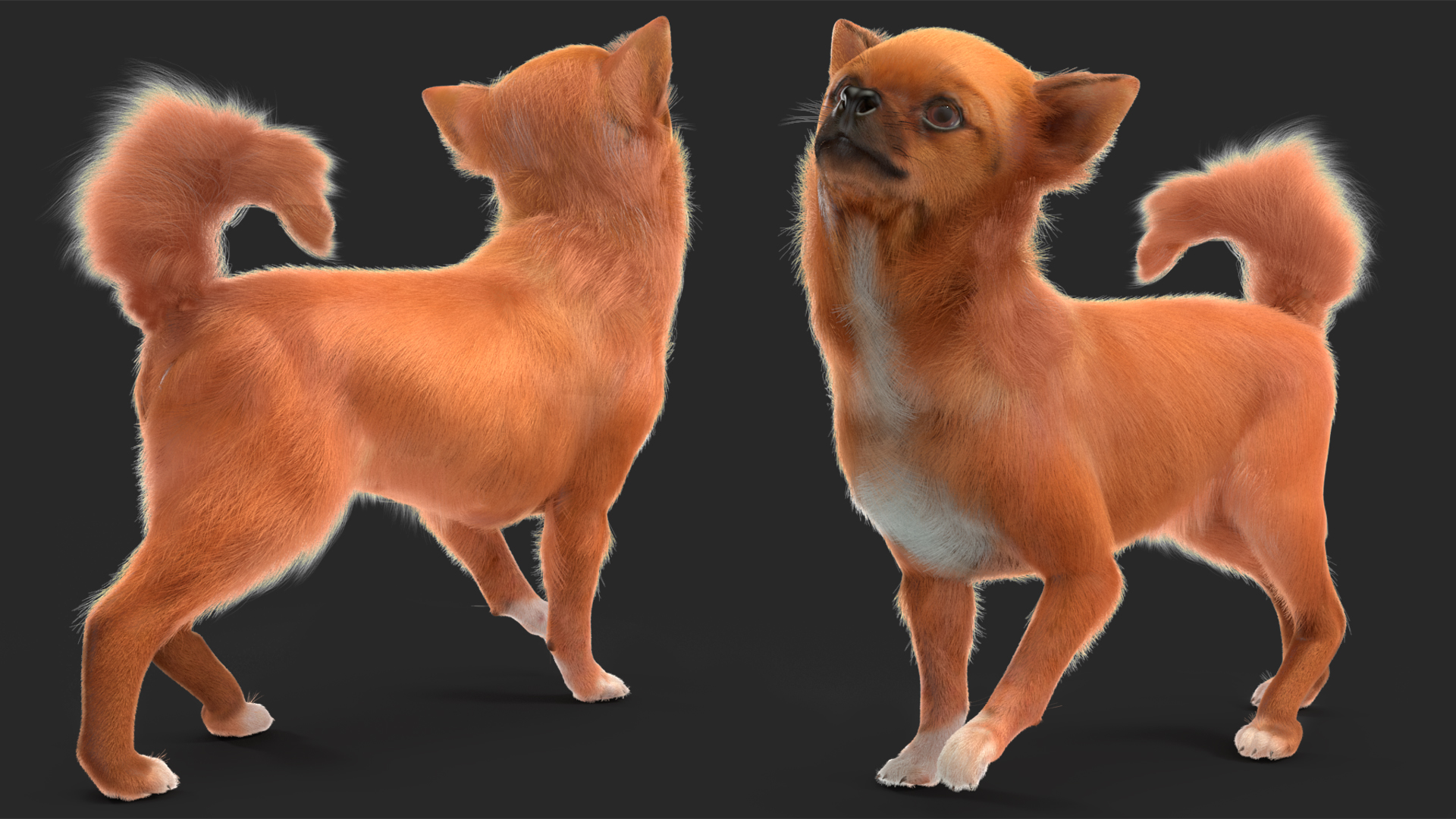 Chihuahua Dog Rigged Fur 3D model