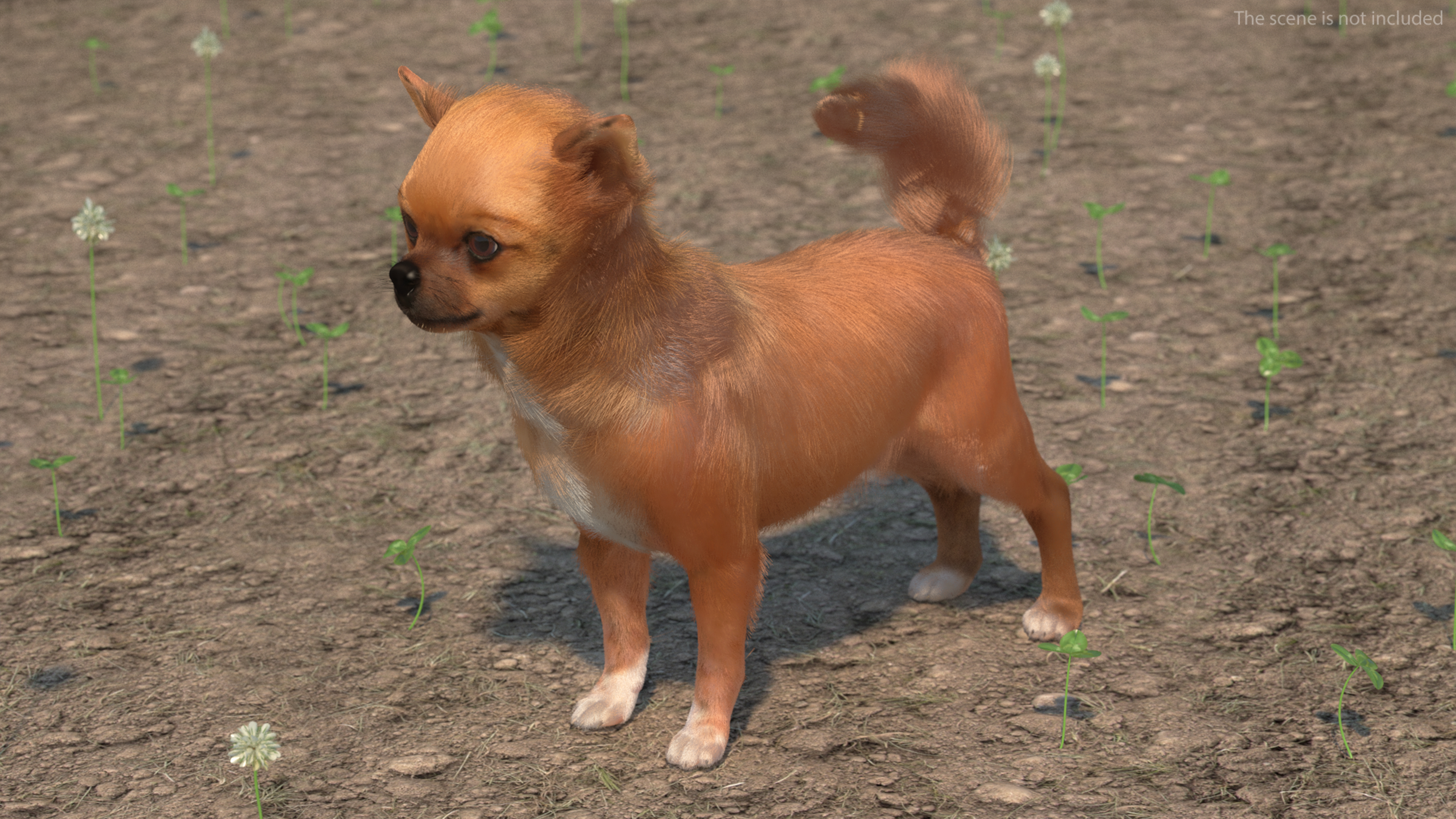 Chihuahua Dog Rigged Fur 3D model