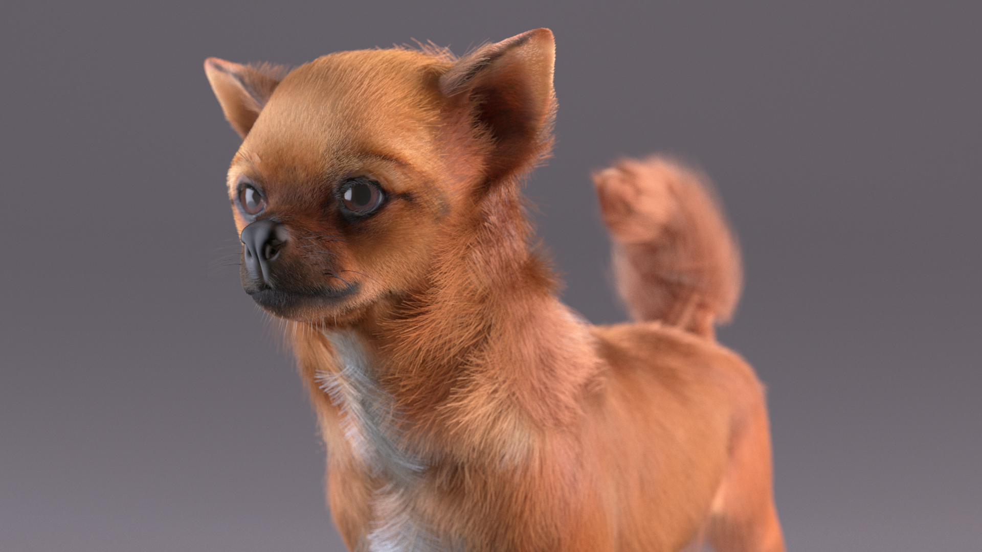 Chihuahua Dog Rigged Fur 3D model